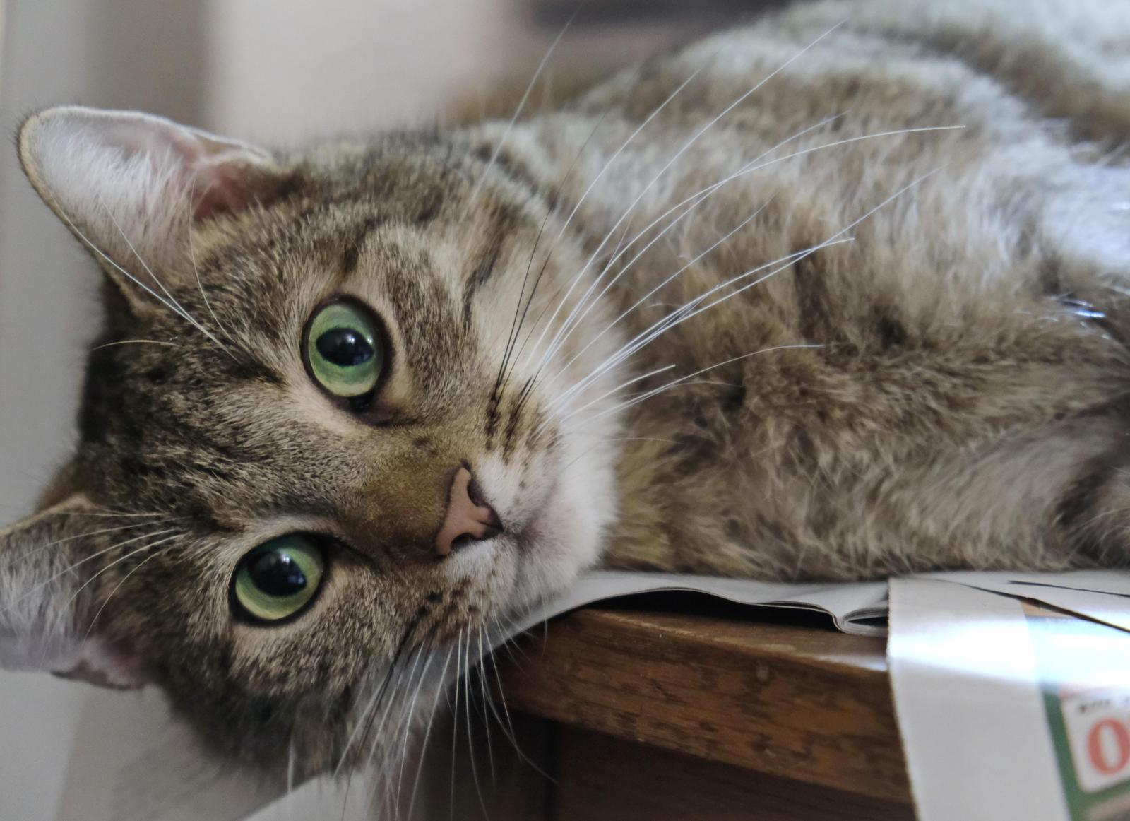 Curious Tabby Cat Green Eyes Wall Art