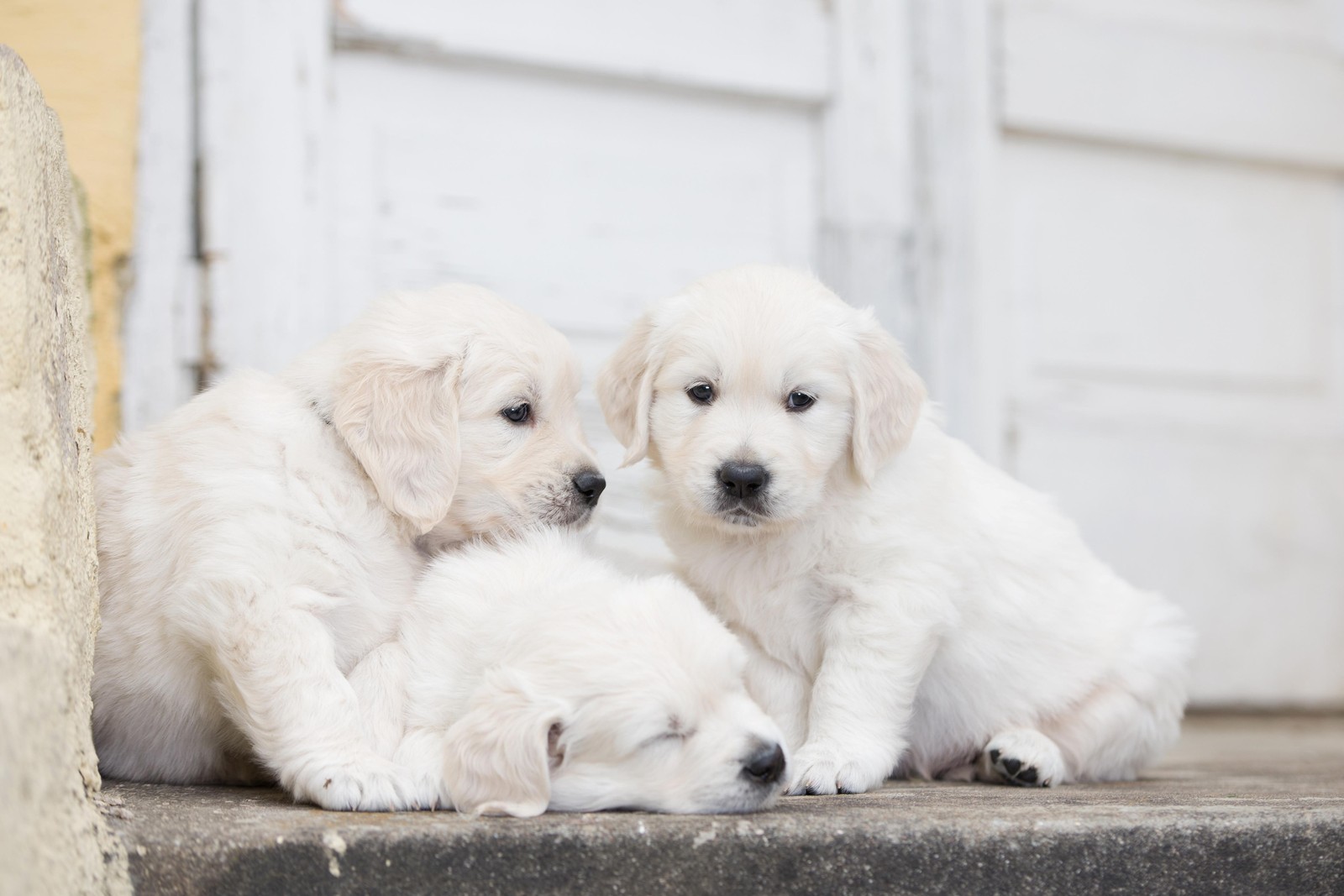 Adorable Golden Retriever Puppies Wall Art