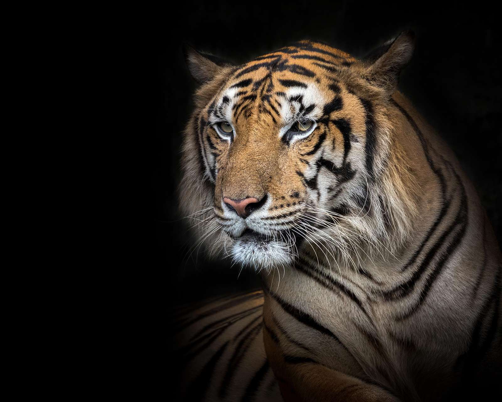 Majestic Tiger Portrait Wall Art for Wildlife Lovers