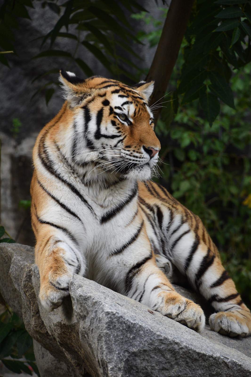 Majestic Tiger Portrait Wall Art