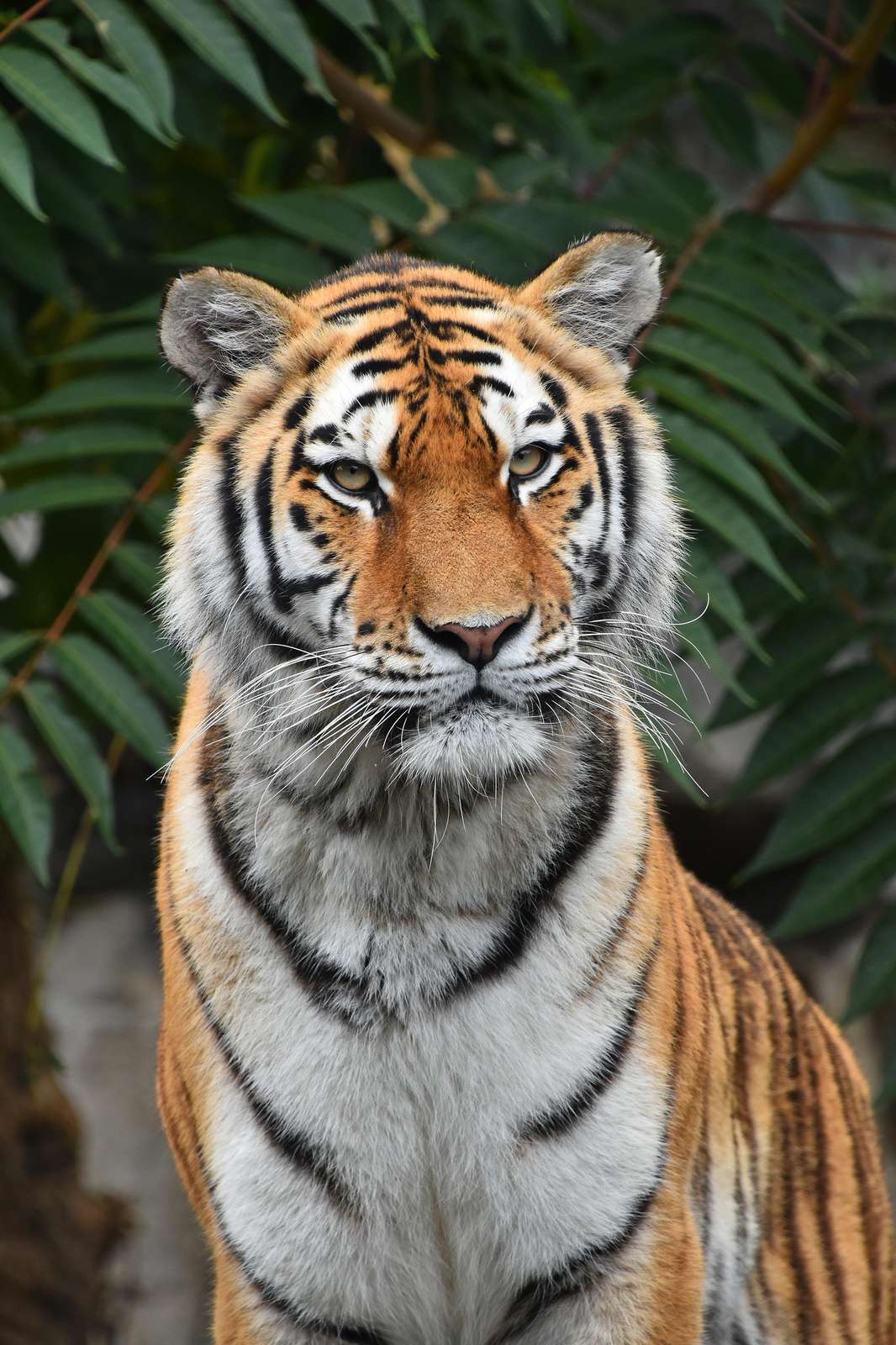 Majestic Tiger Face Animal Wall Art