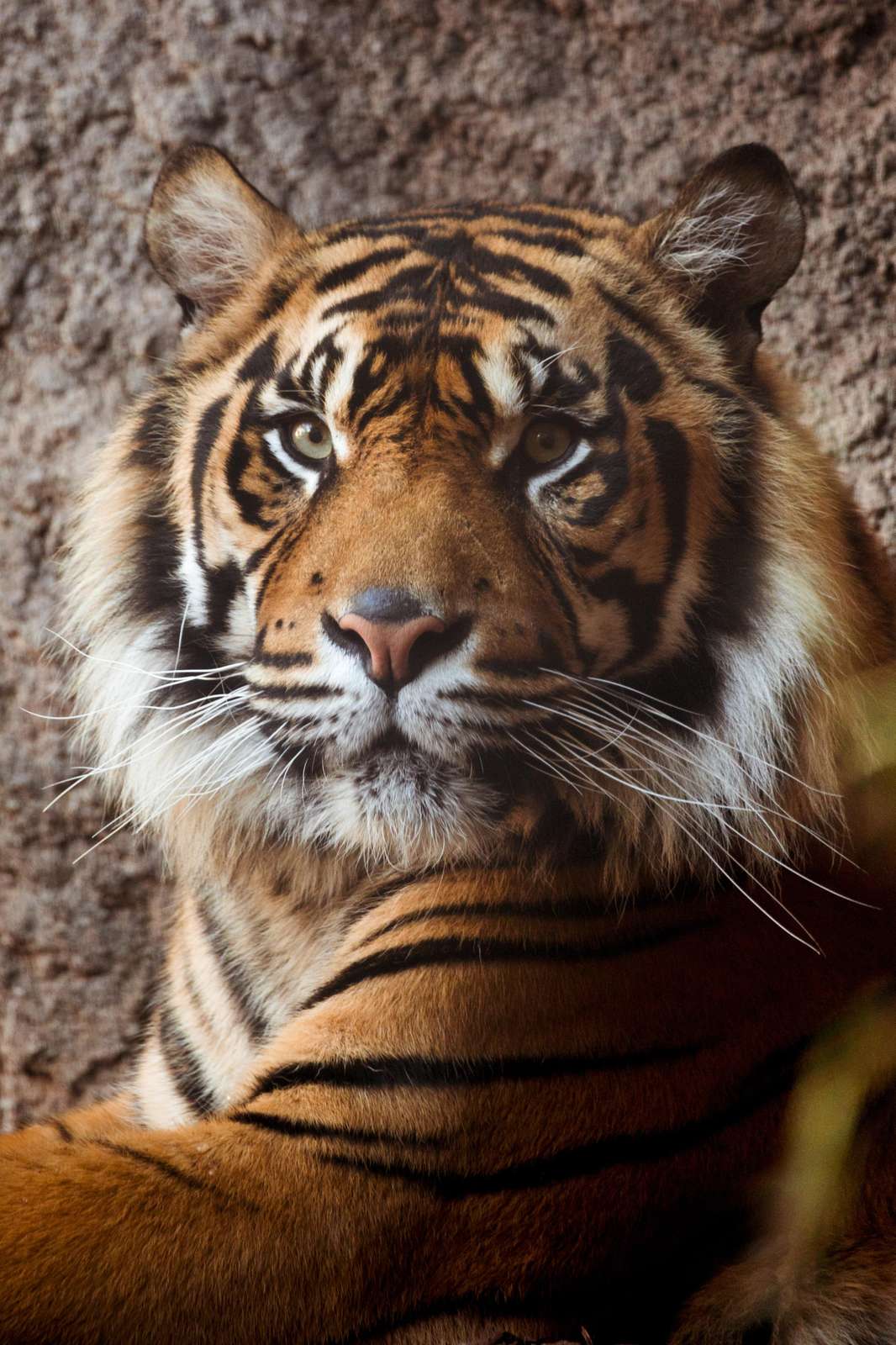 Majestic Tiger Portrait Wall Art