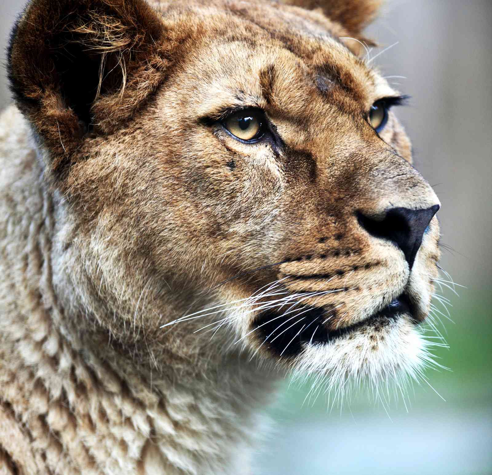 Majestic Lioness Portrait Wall Art