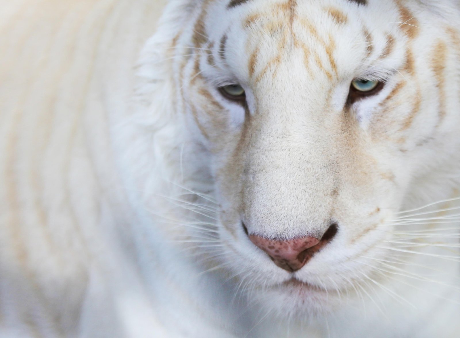 Majestic White Tiger Close-Up Wall Art