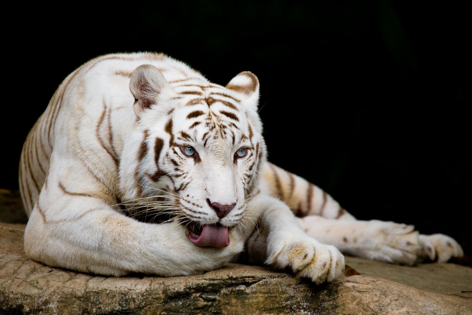 Majestic White Tiger Blue Eyes Wall Art