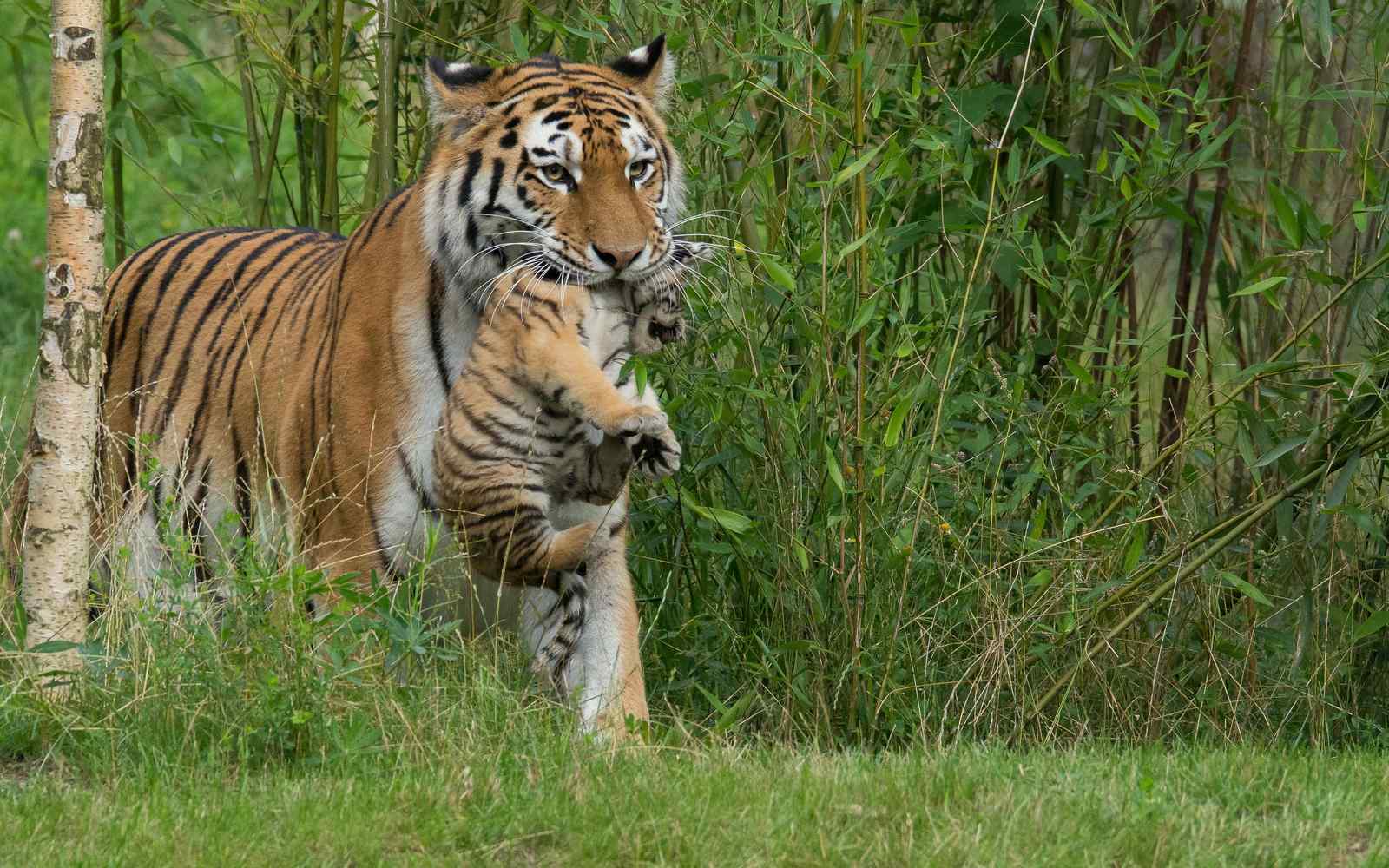 Majestic Tiger Mother & Cub Wall Art