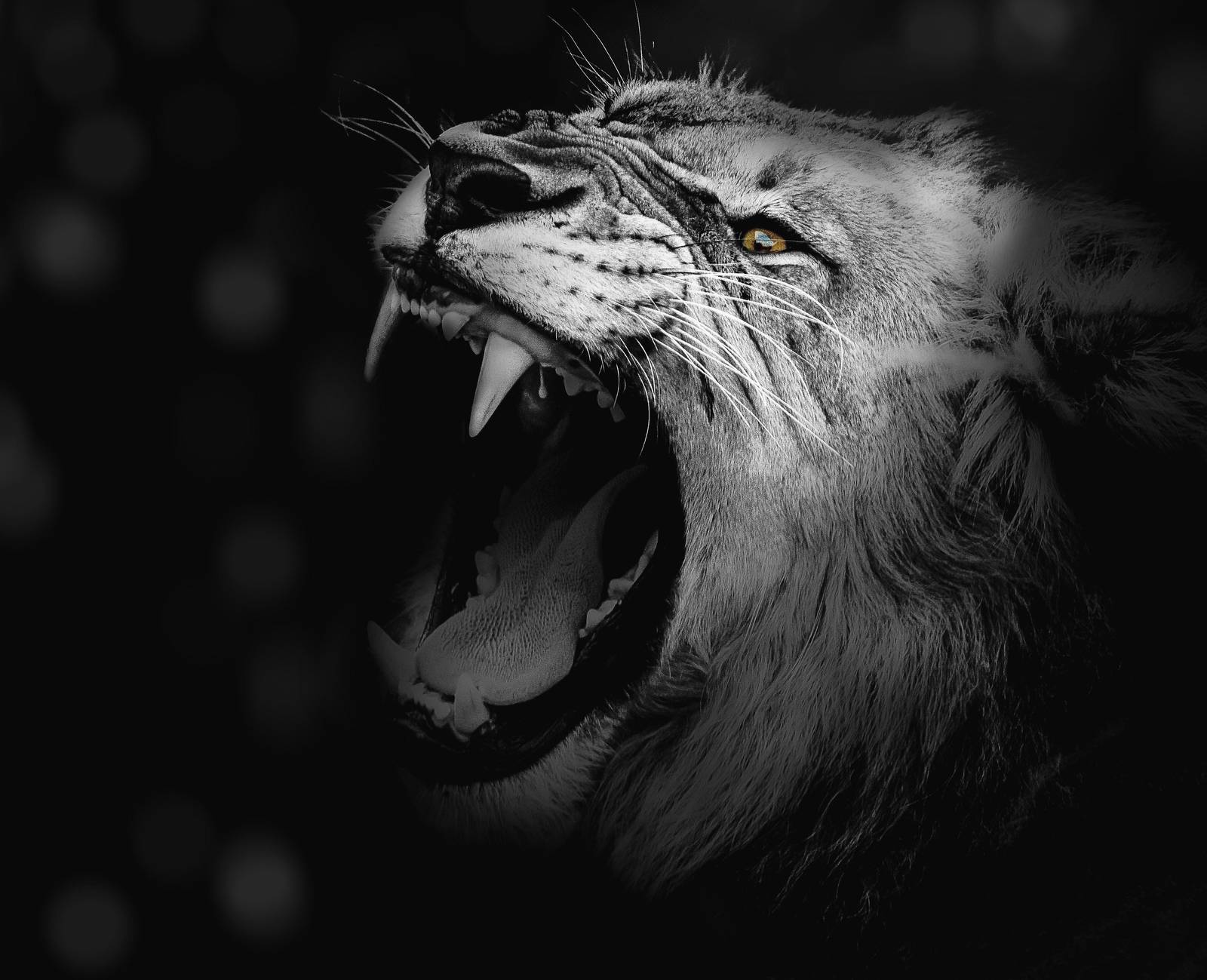 Majestic Lion Roar Black & White Wall Art