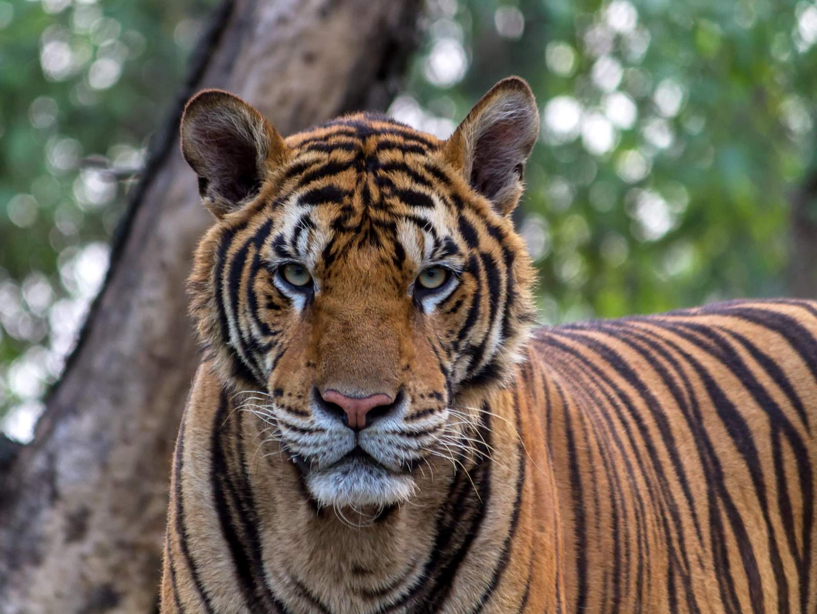 Majestic Tiger Portrait Wall Art