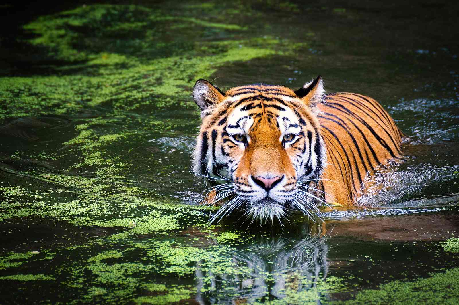Majestic Tiger in Water Wall Art