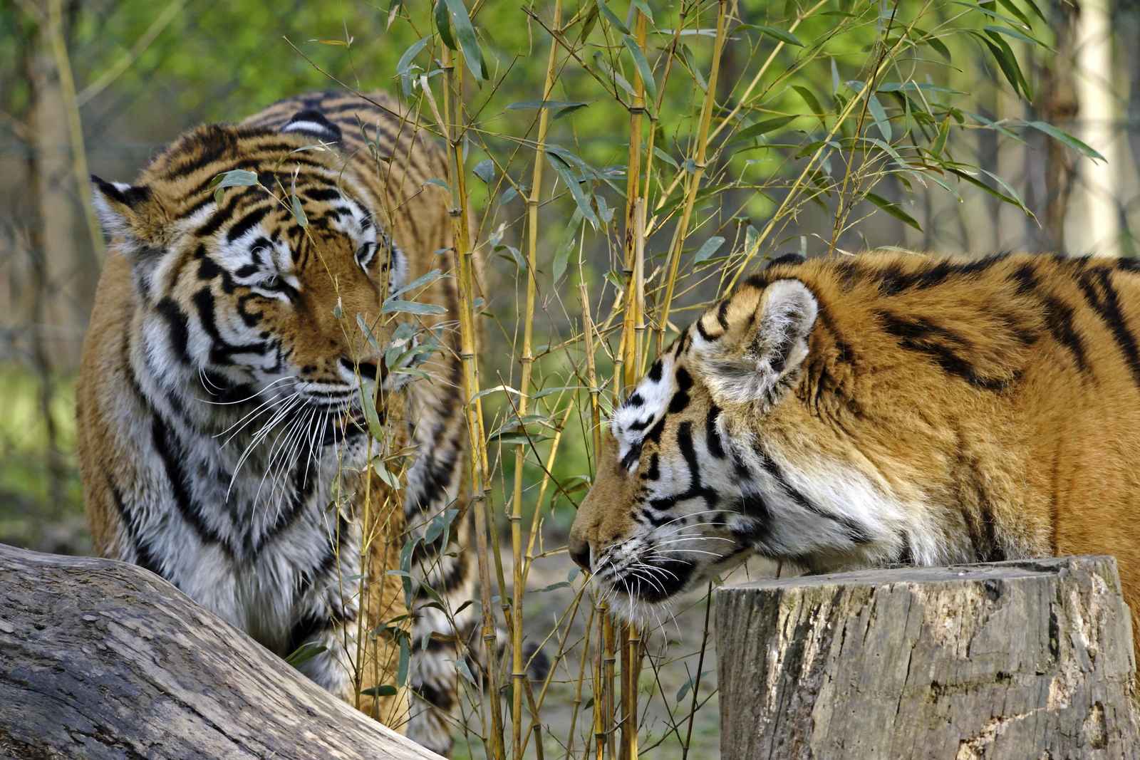 Majestic Tiger Duo Bamboo Forest Wall Art