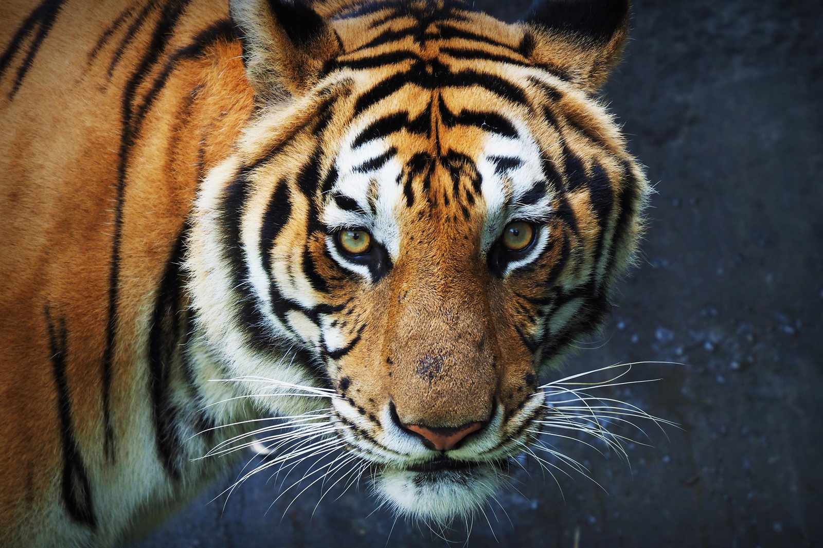 Majestic Tiger Face Close-Up Wall Art