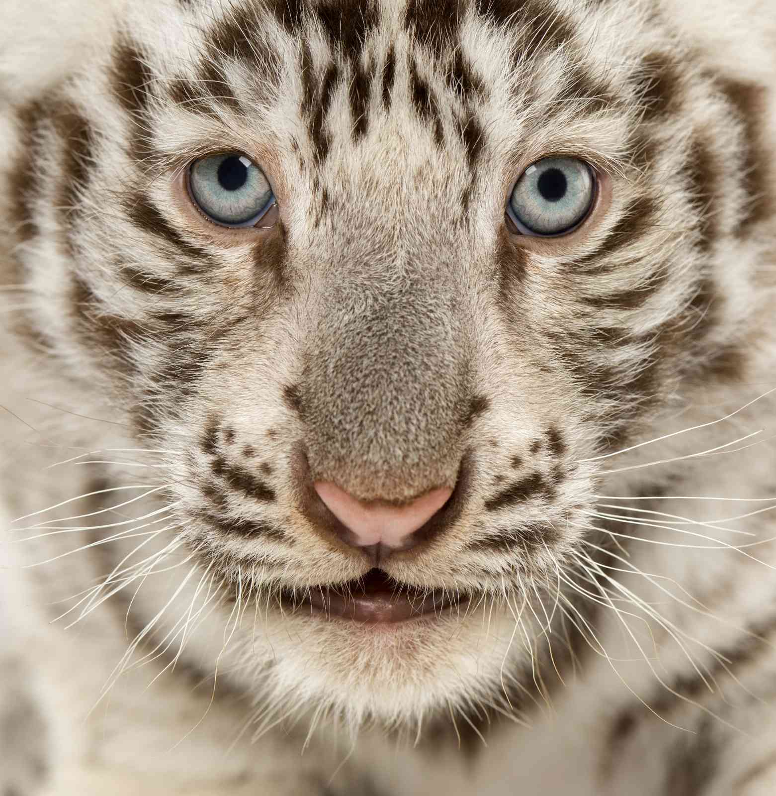Majestic White Tiger Cub Close-Up Wall Art