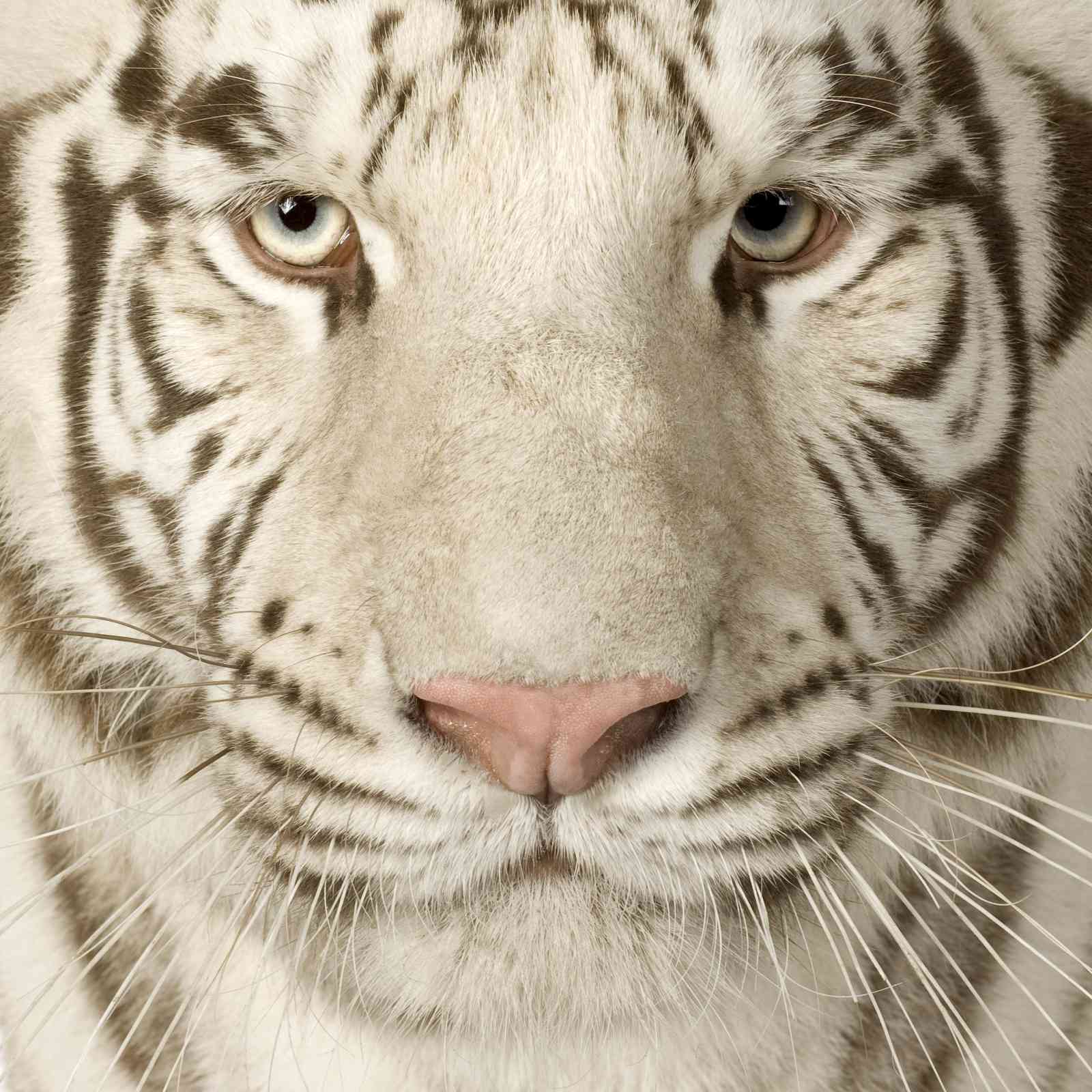Majestic White Tiger Portrait Wall Art