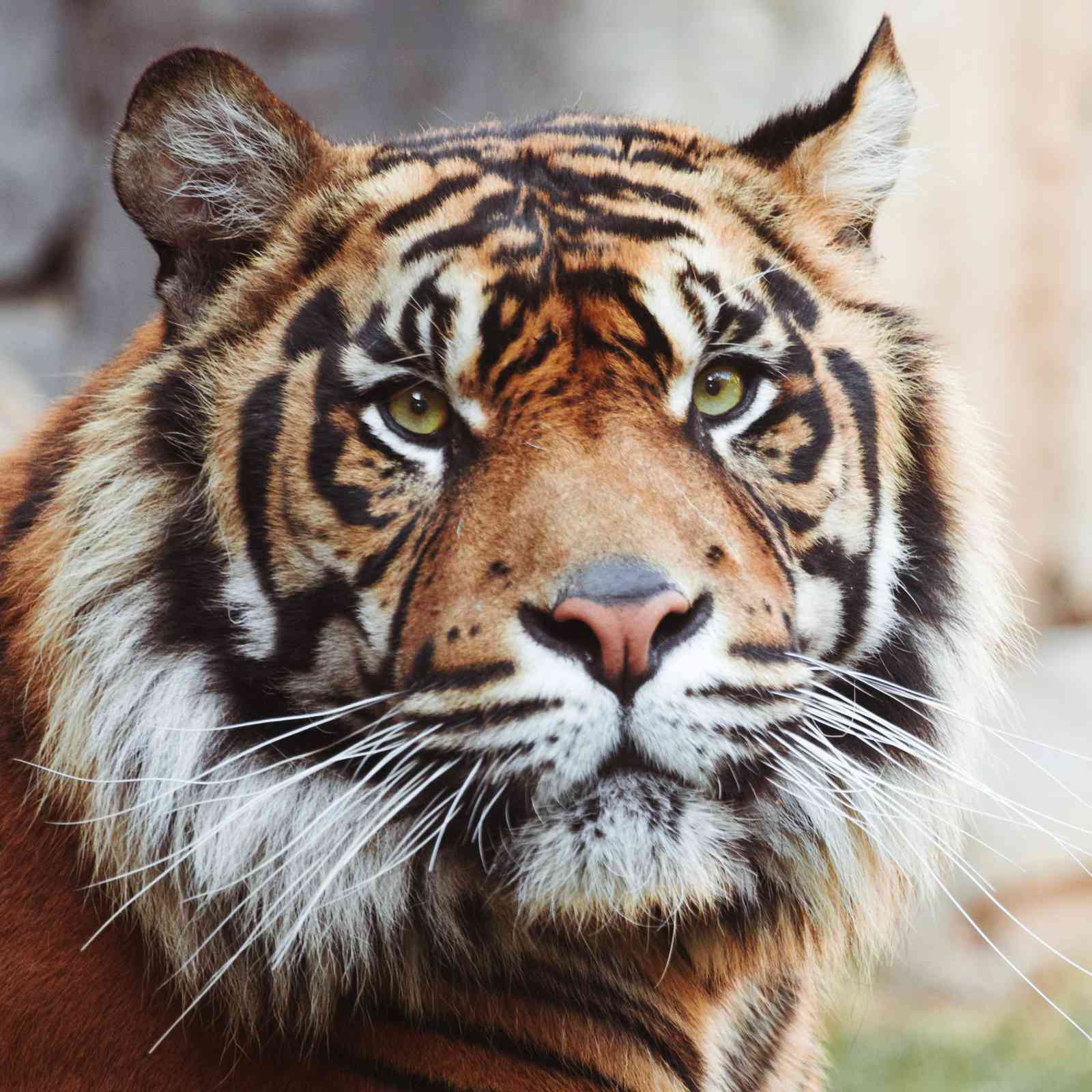 Majestic Tiger Face Animal Wall Art