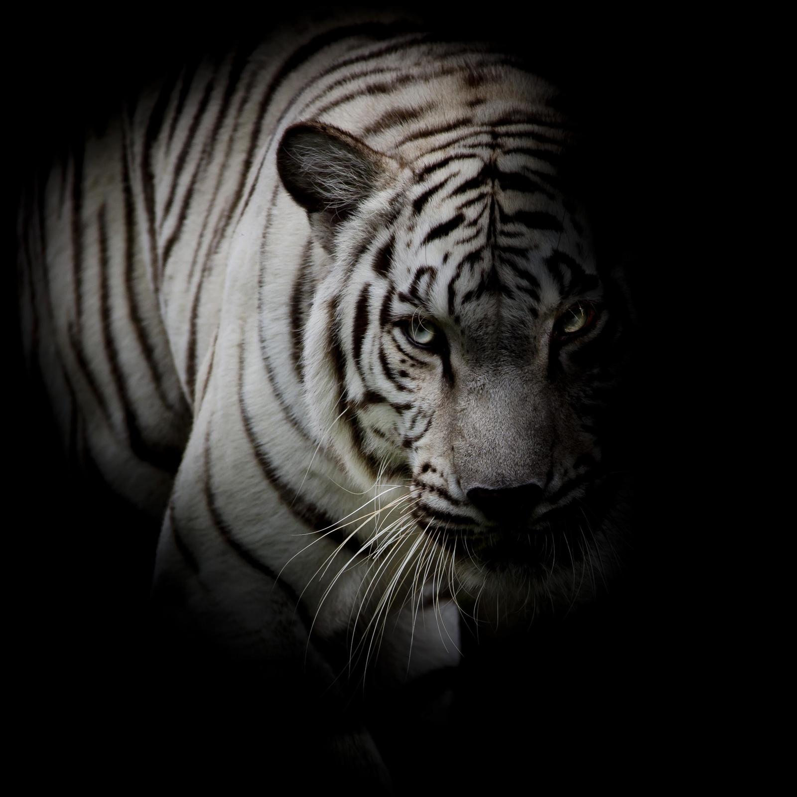Majestic White Tiger Close-up Wall Art