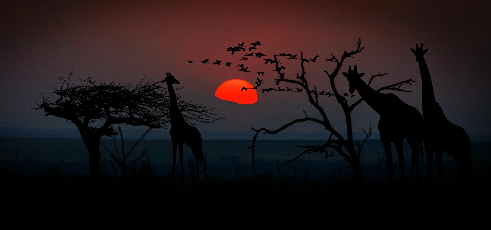 African Sunset Giraffes & Birds Wall Art