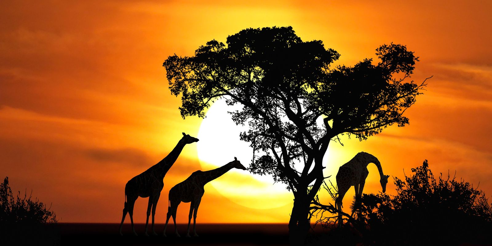 Serene Giraffes Sunset African Savannah Wall Art