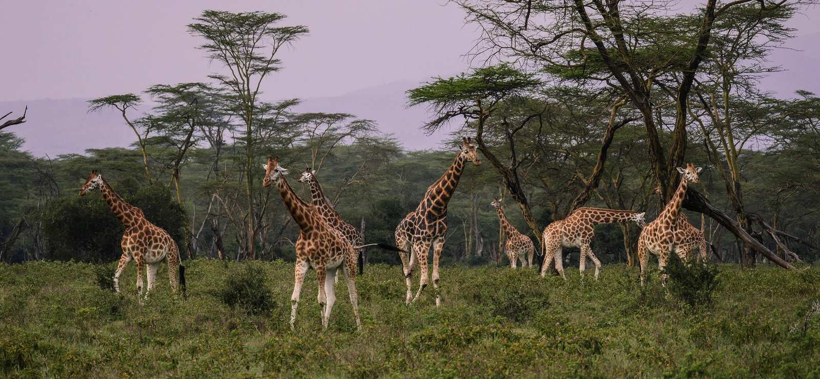 Majestic Giraffe Herd Safari Wall Art