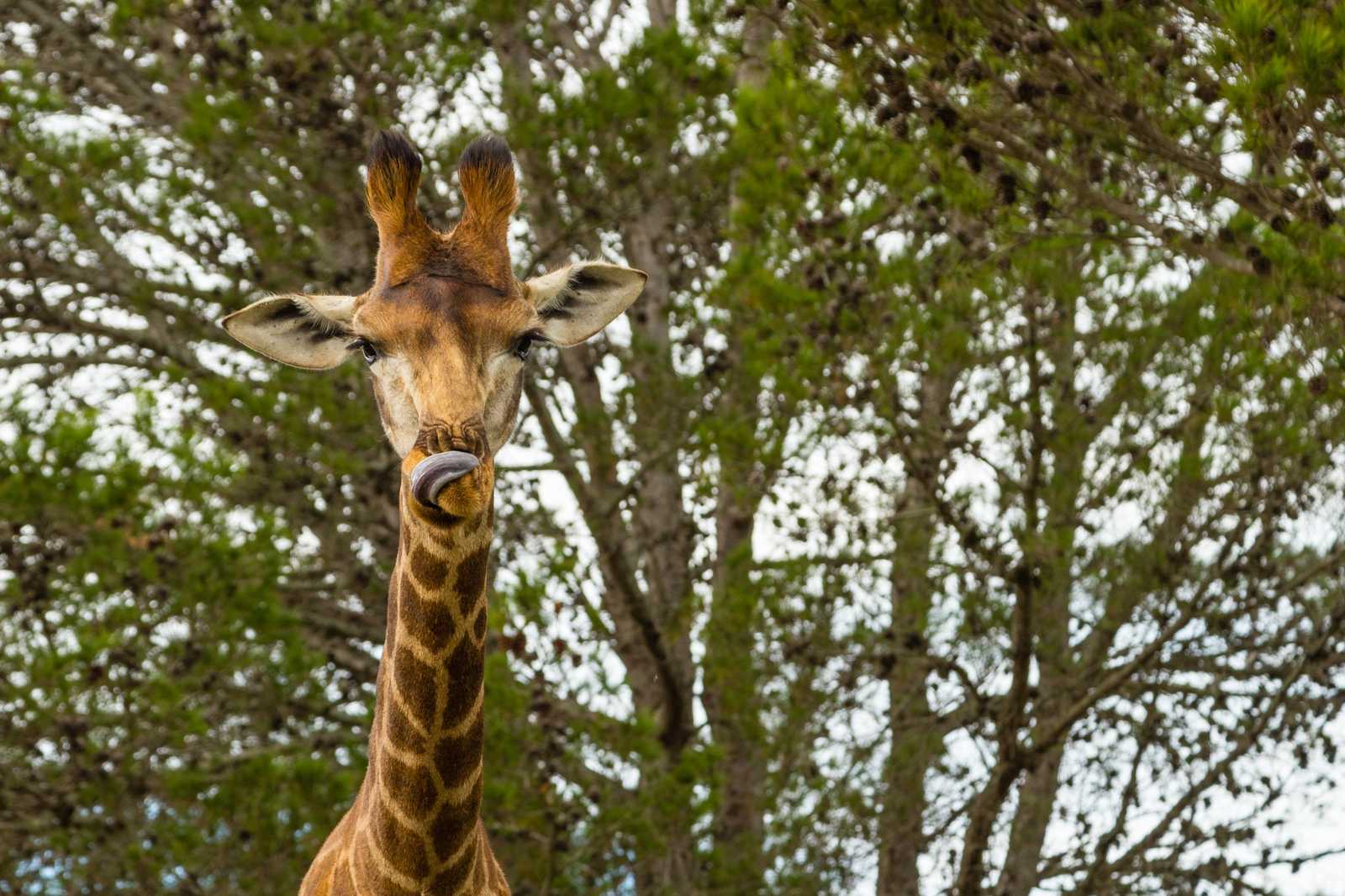 Playful Giraffe Tongue Out Wall Art