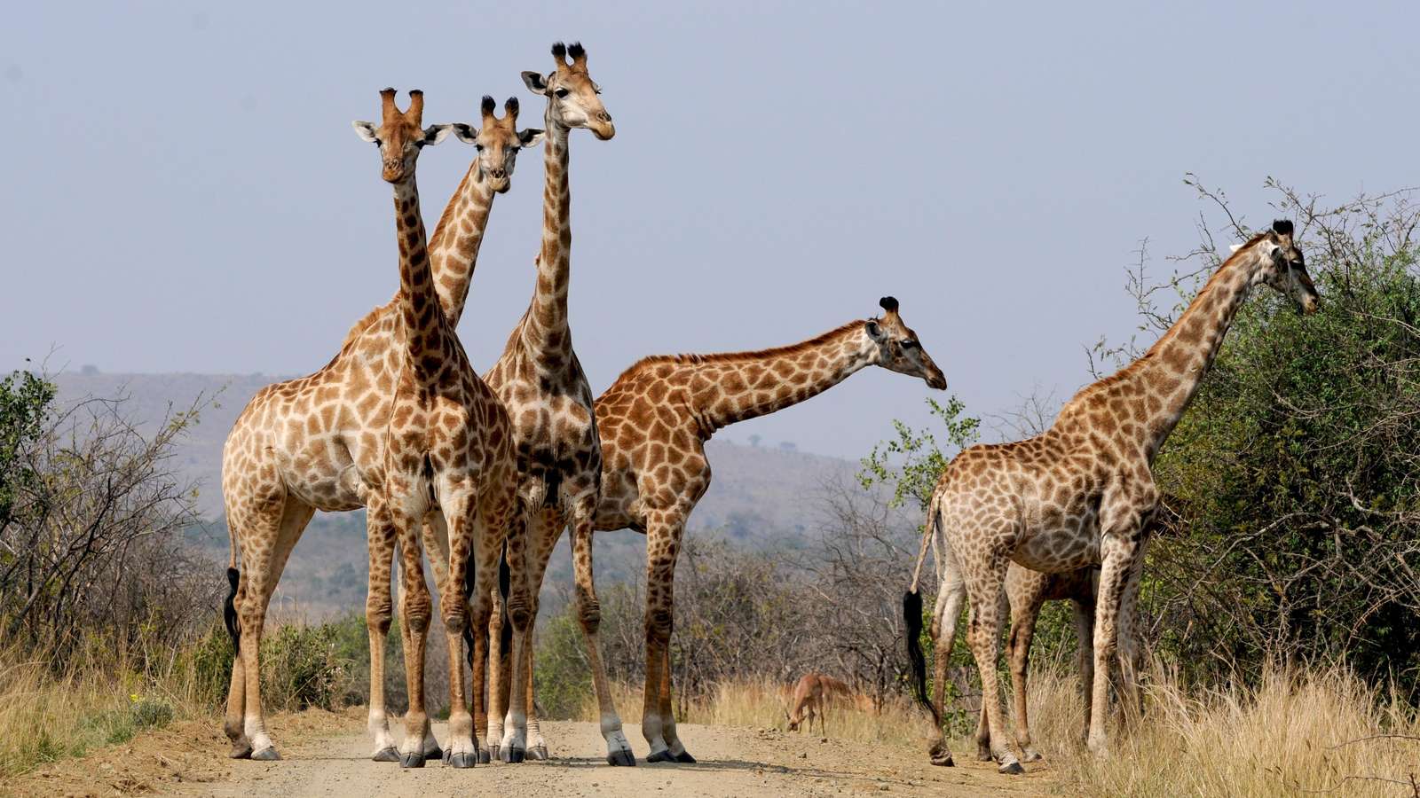 Majestic Giraffes Wildlife Safari Wall Art