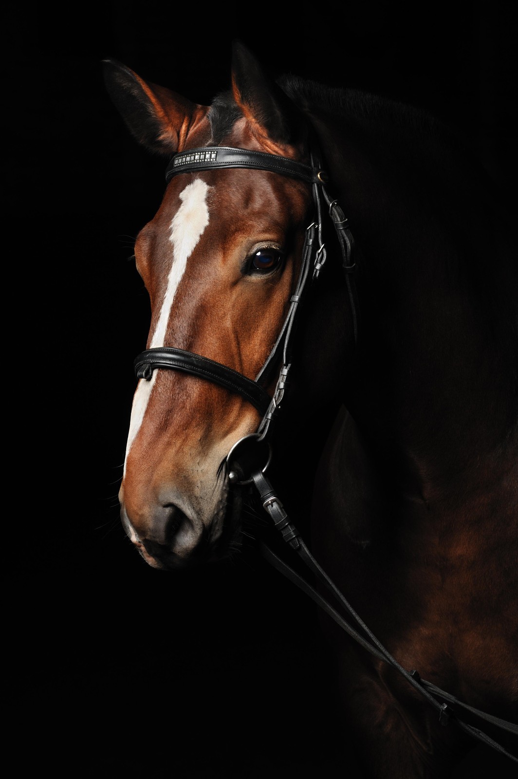 Majestic Horse Portrait Fine Art Wall Art