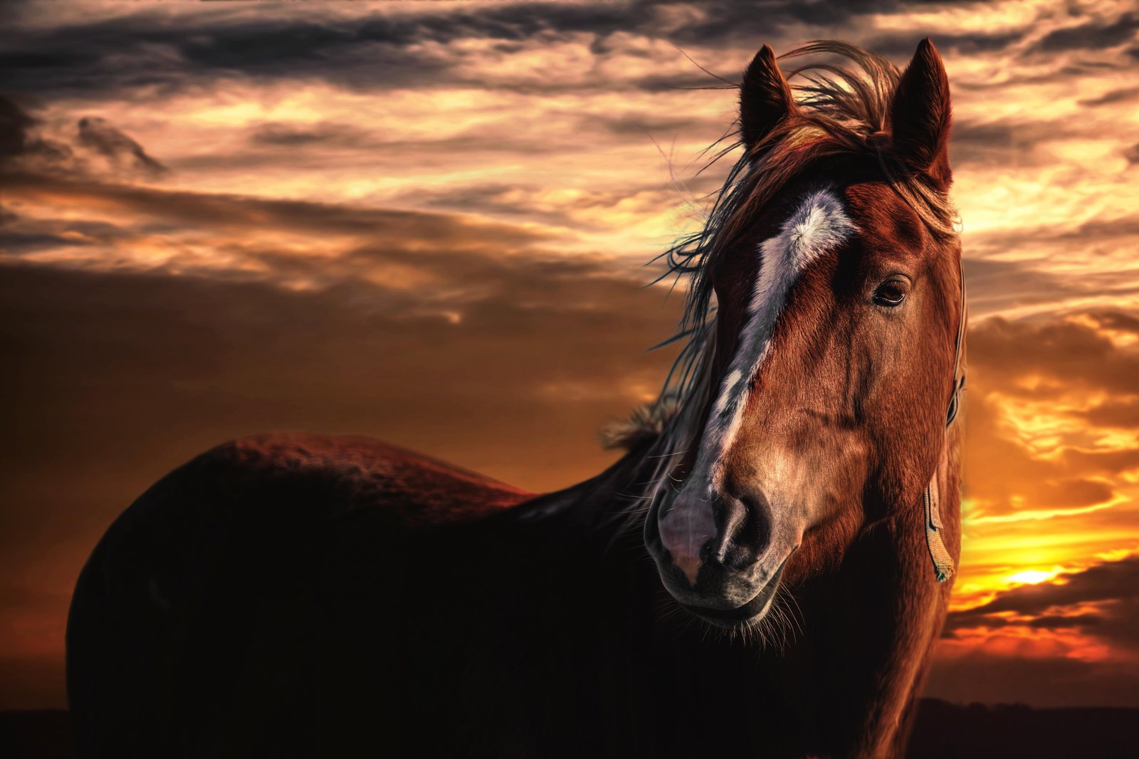 Majestic Horse Sunset Wall Art Wall Art