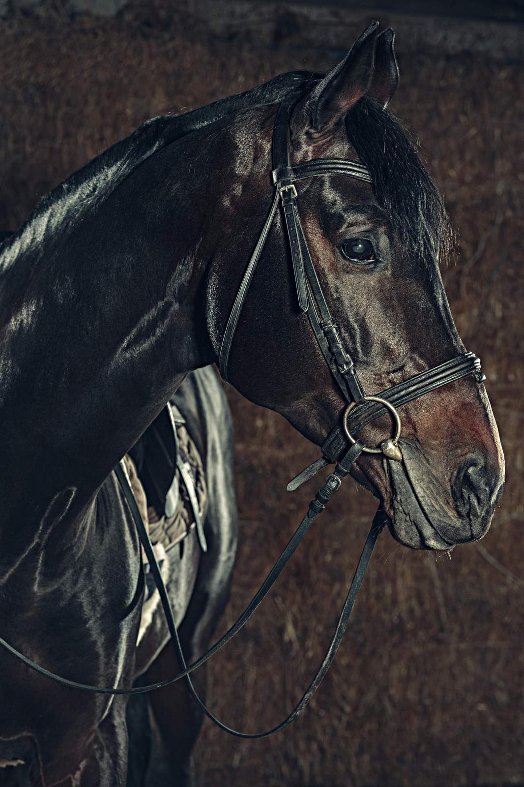 Majestic Black Horse Portrait Wall Art