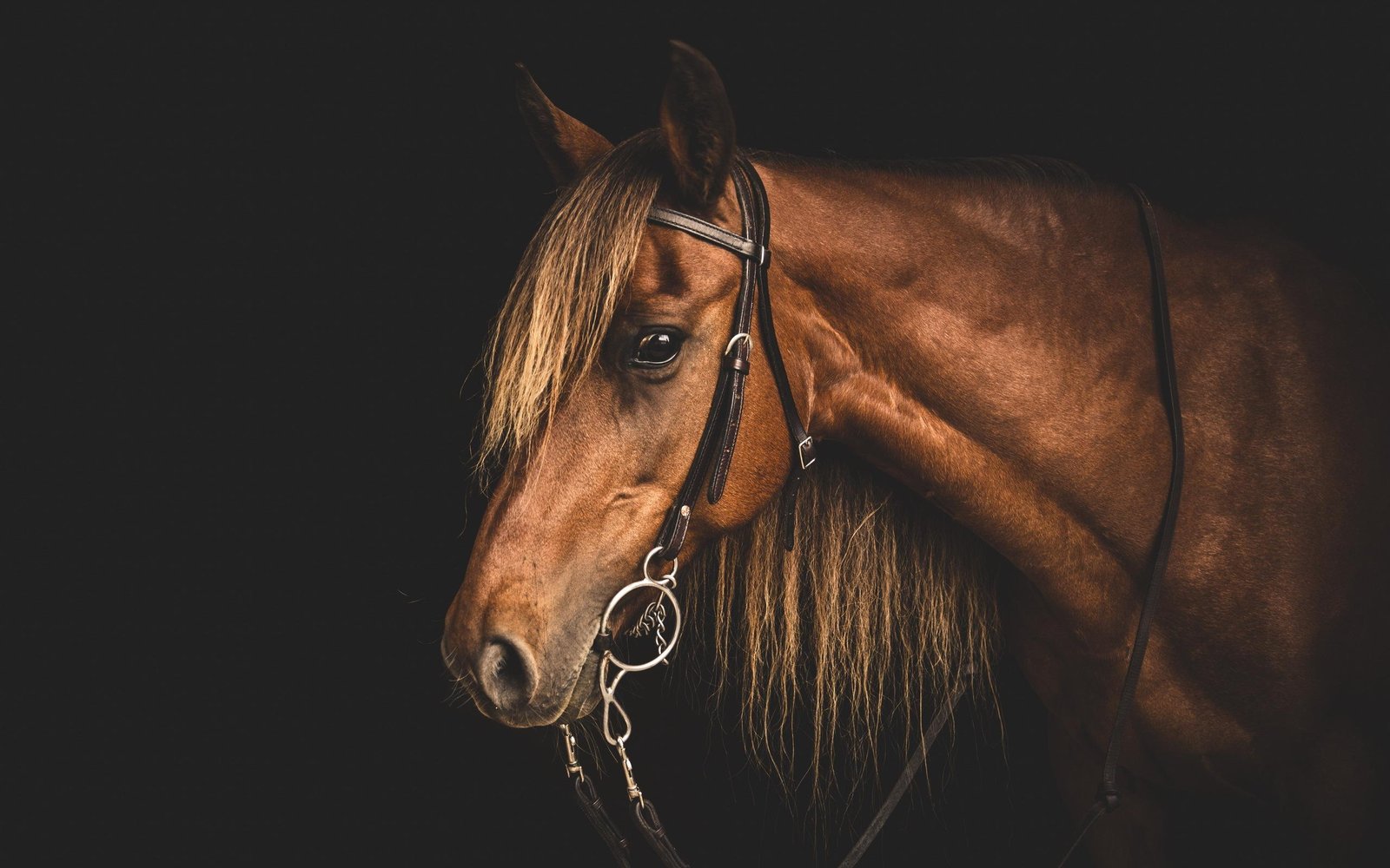 Majestic Chestnut Horse Portrait Wall Art