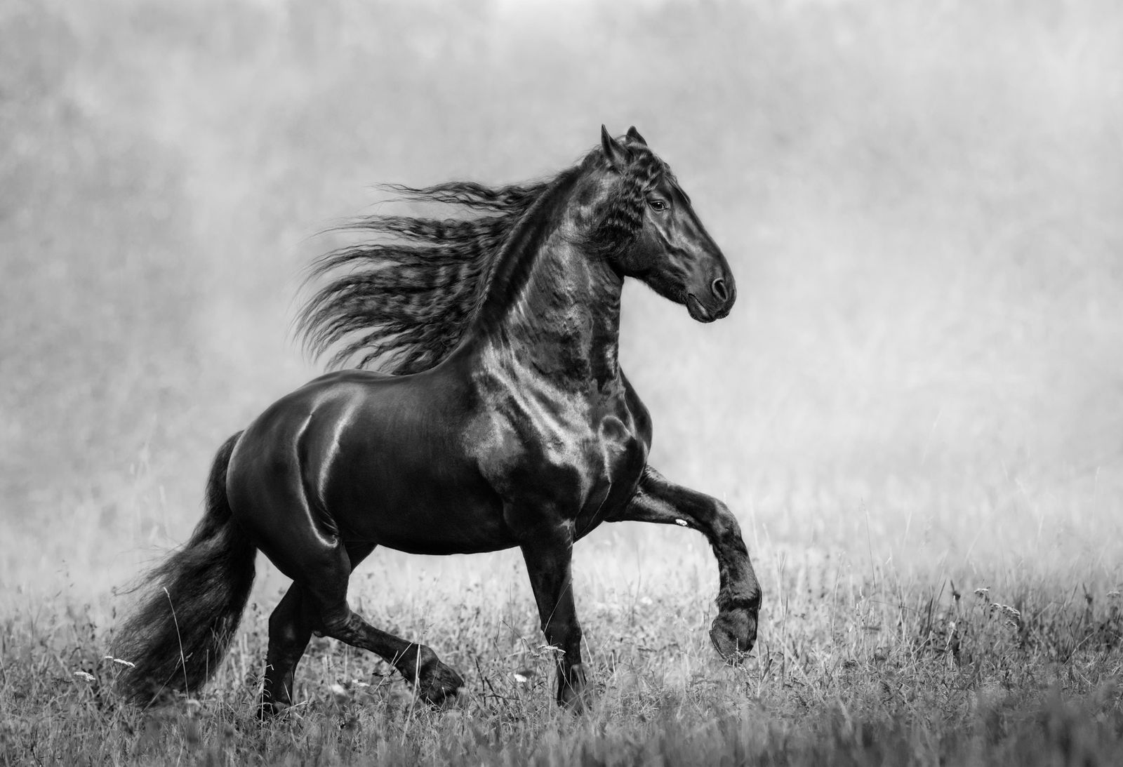 Majestic Black Horse Running Black and White Wall Art