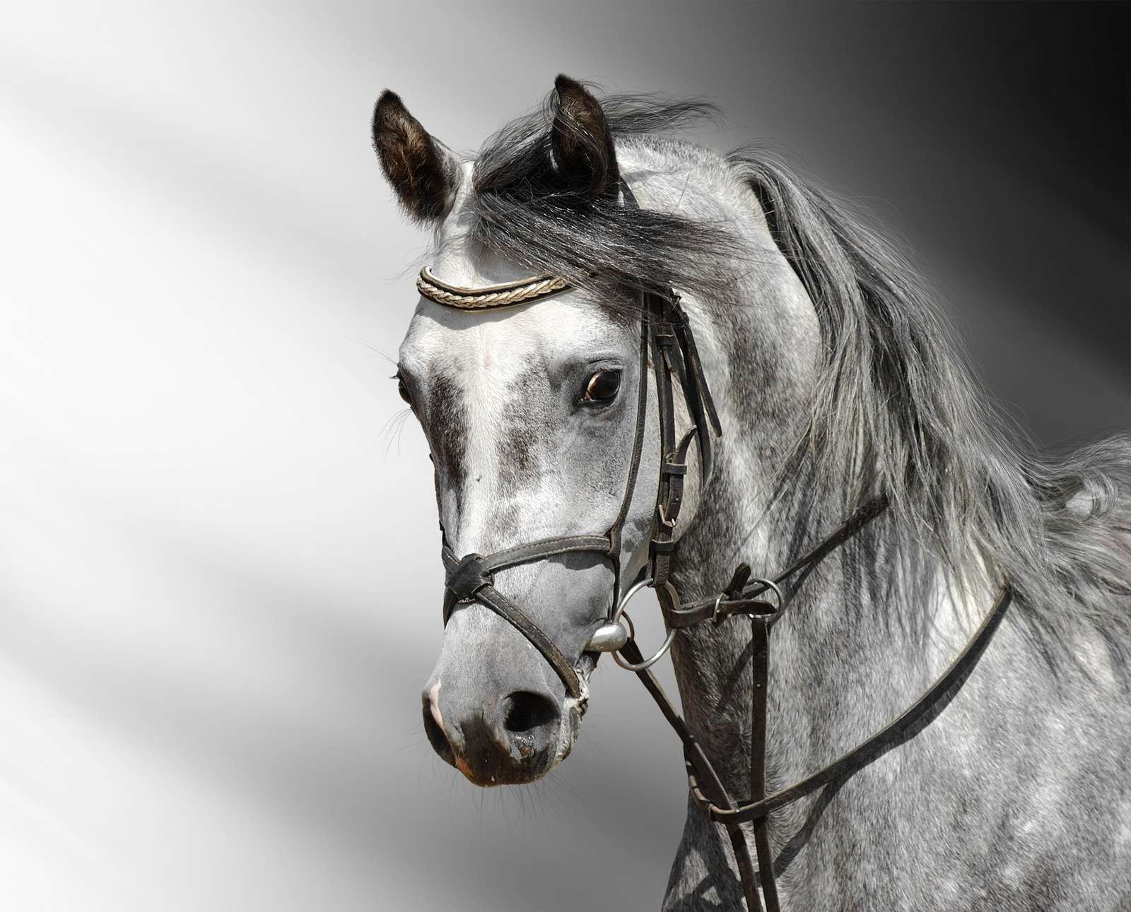 Elegant Grey Stallion Horse Portrait Wall Art