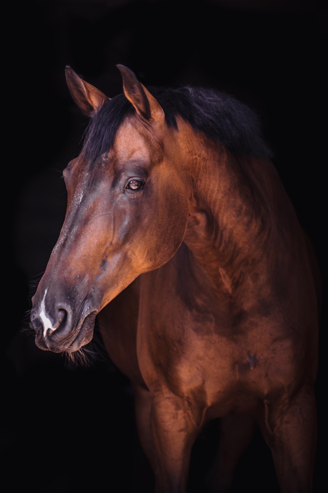 Majestic Bay Horse Portrait Wall Art