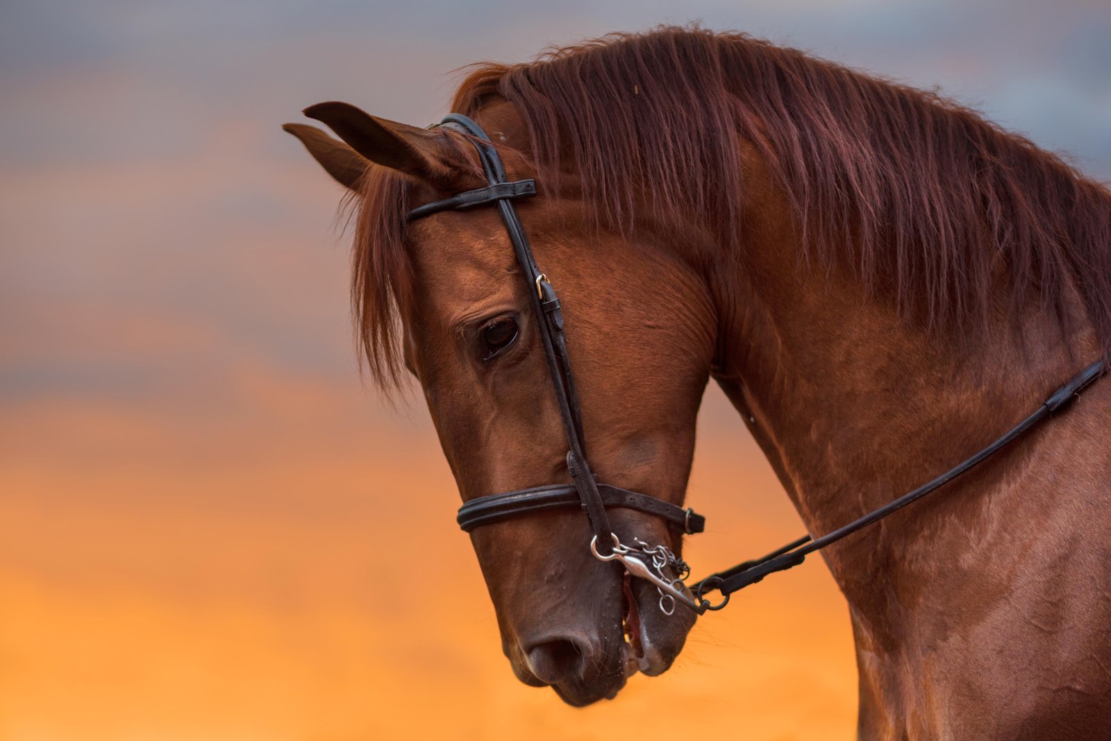 Majestic Chestnut Horse Sunset Wall Art