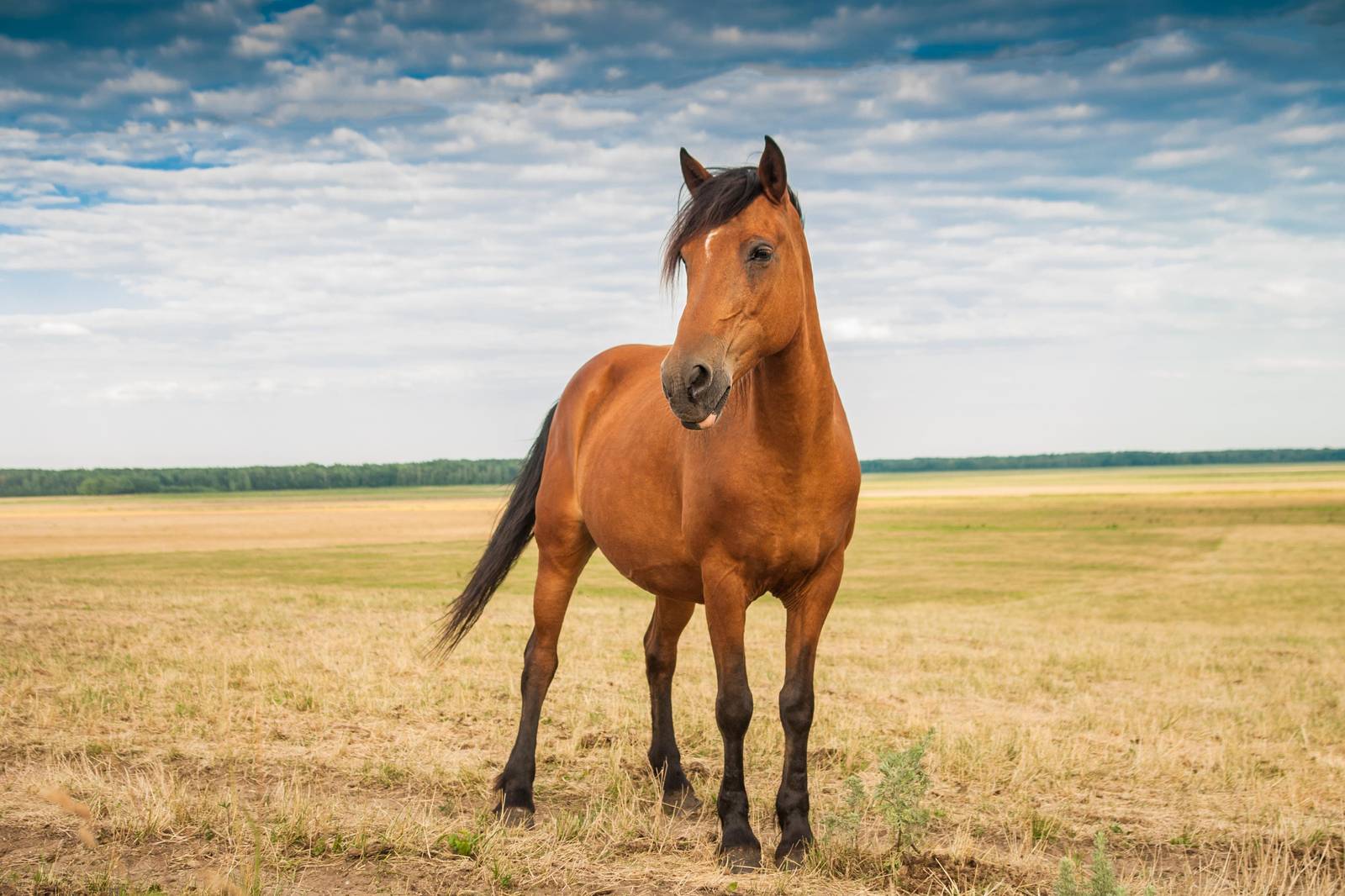 Majestic Brown Horse Field Wall Art