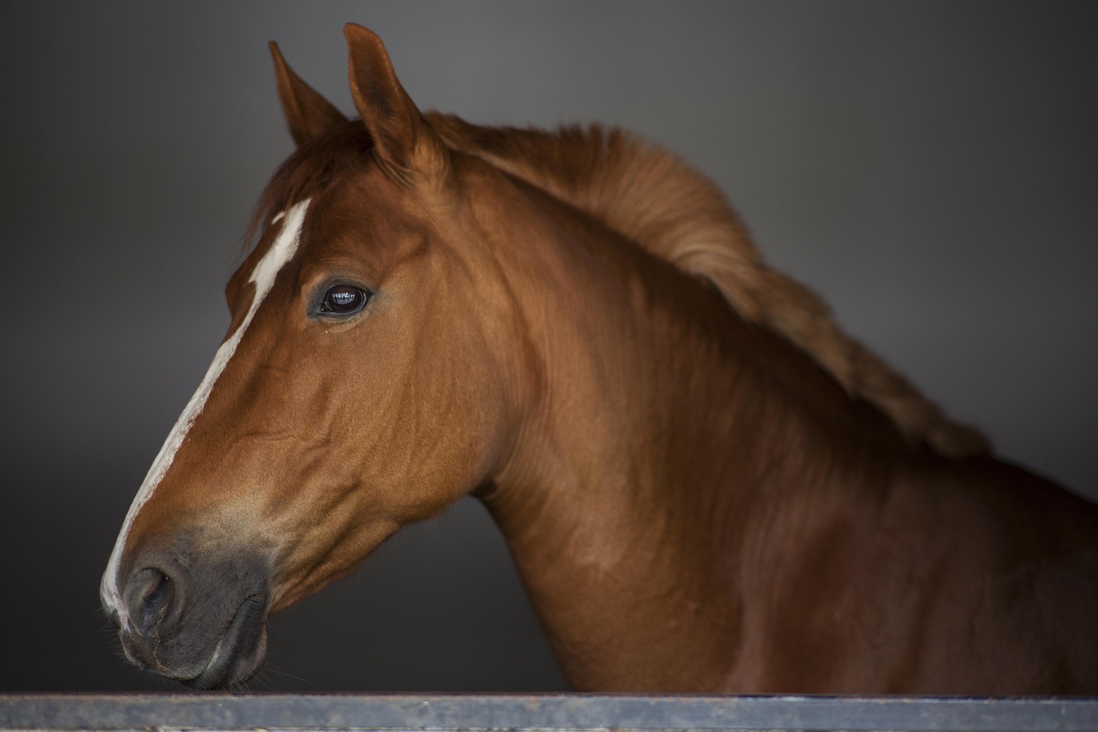 Majestic Chestnut Horse Portrait Wall Art