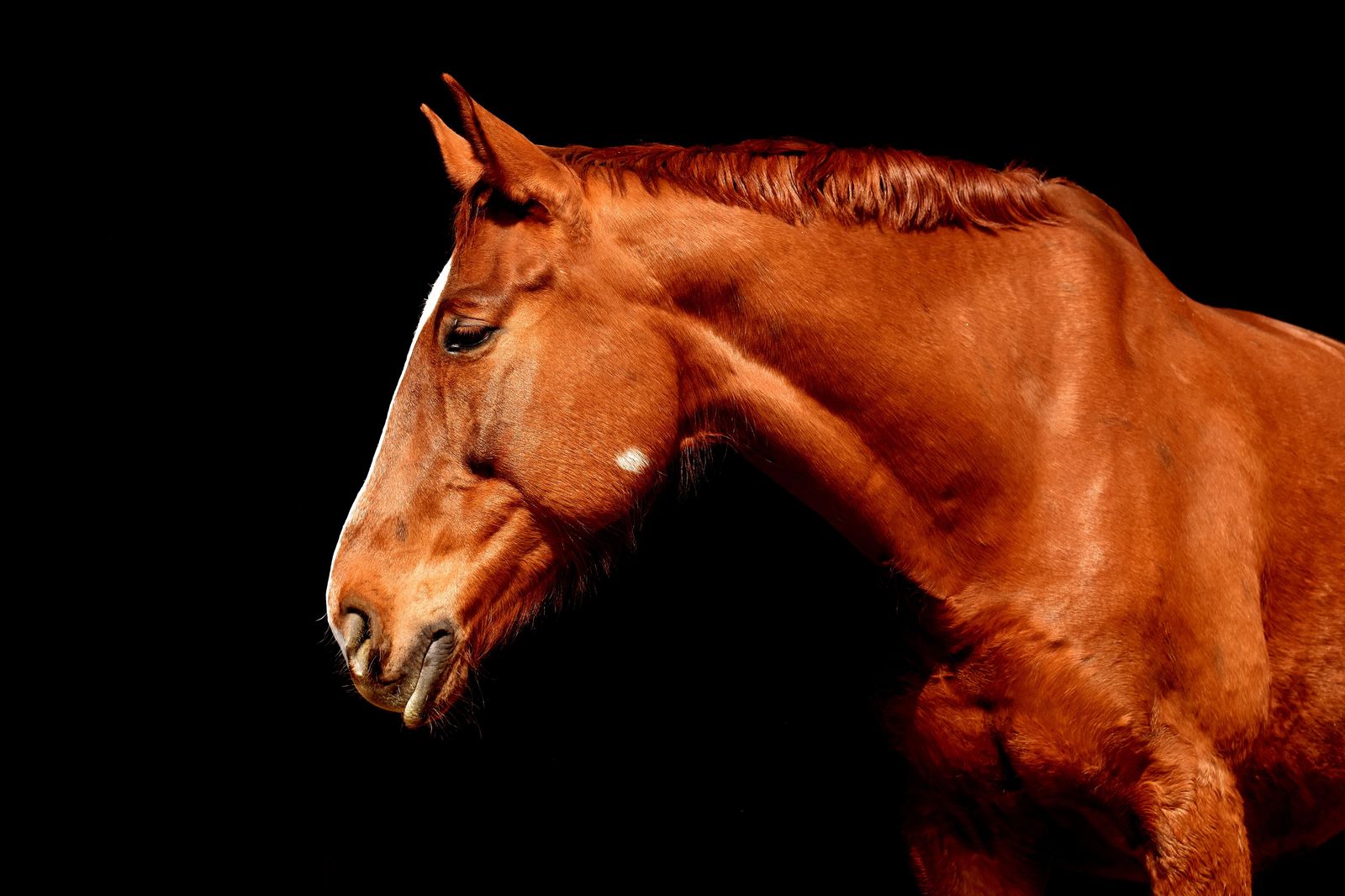 Majestic Chestnut Horse Profile Wall Art