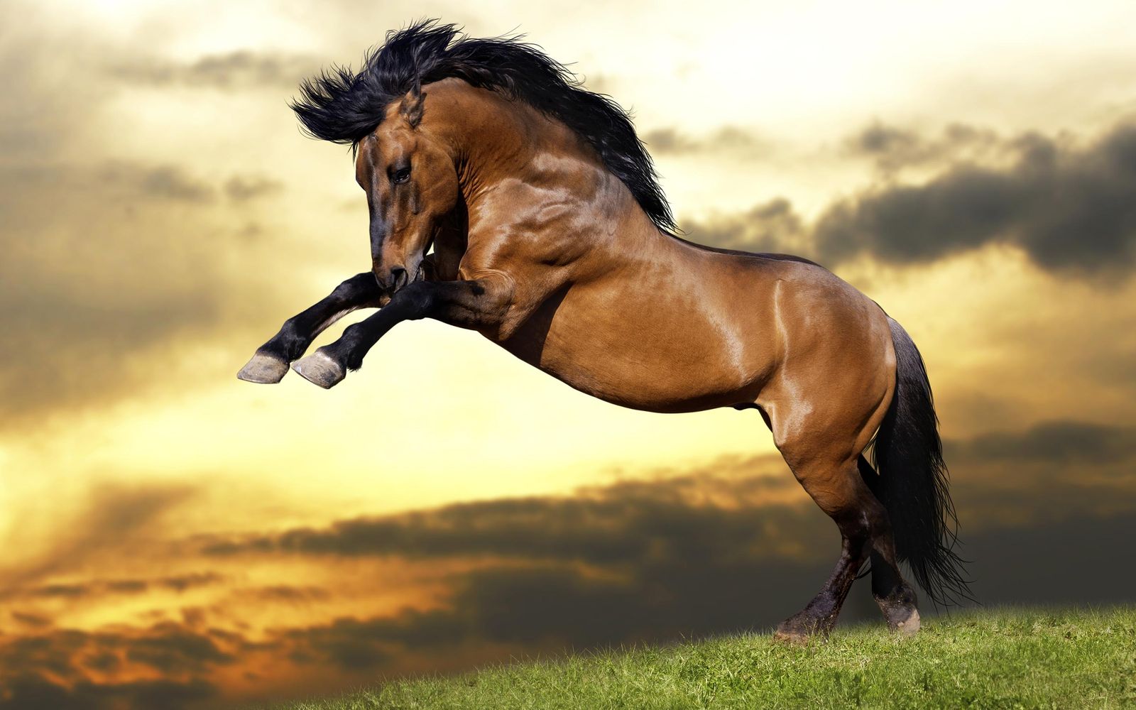 Majestic Stallion Sunset Horse Wall Art