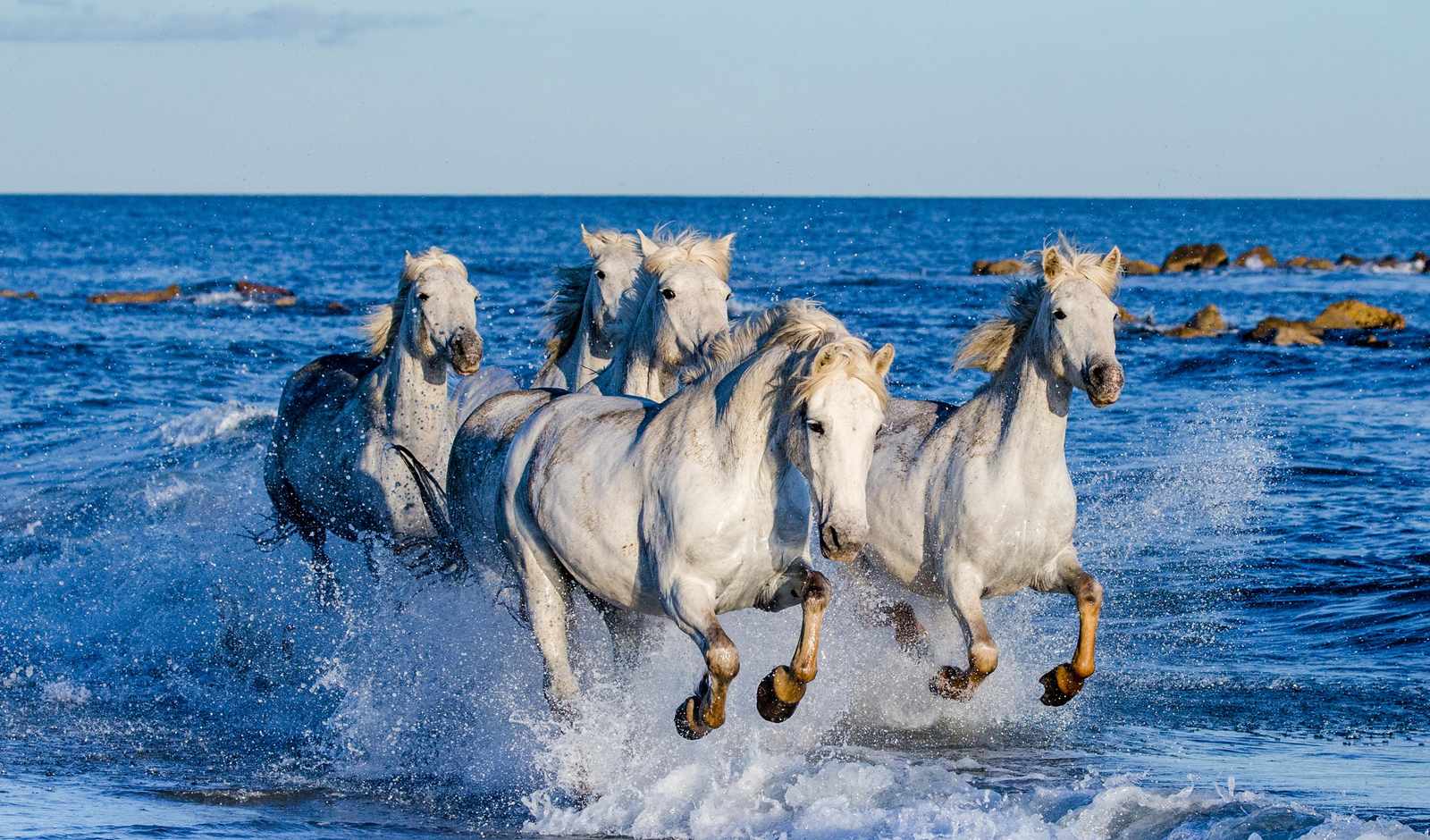 Majestic White Horses Galloping Beach Wall Art