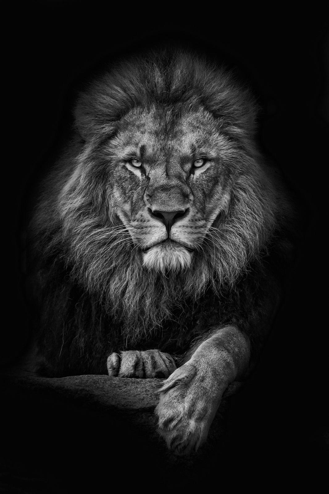 Majestic Lion Portrait B&W Wall Art