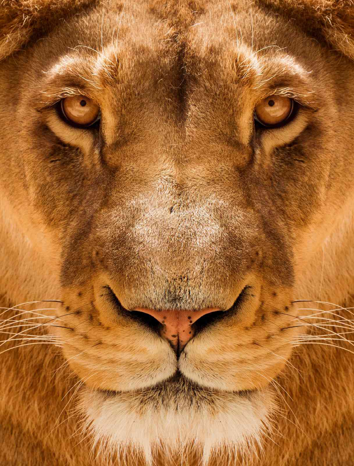 Majestic Lion Face Close-up Wall Art