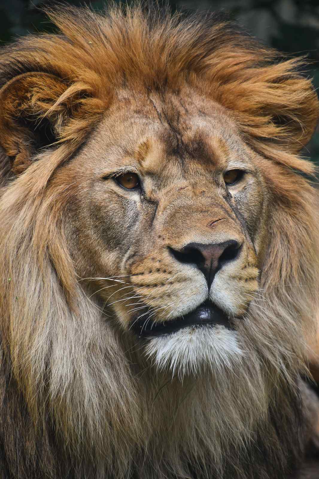 Majestic Lion Roar Animal Wall Art Wall Art