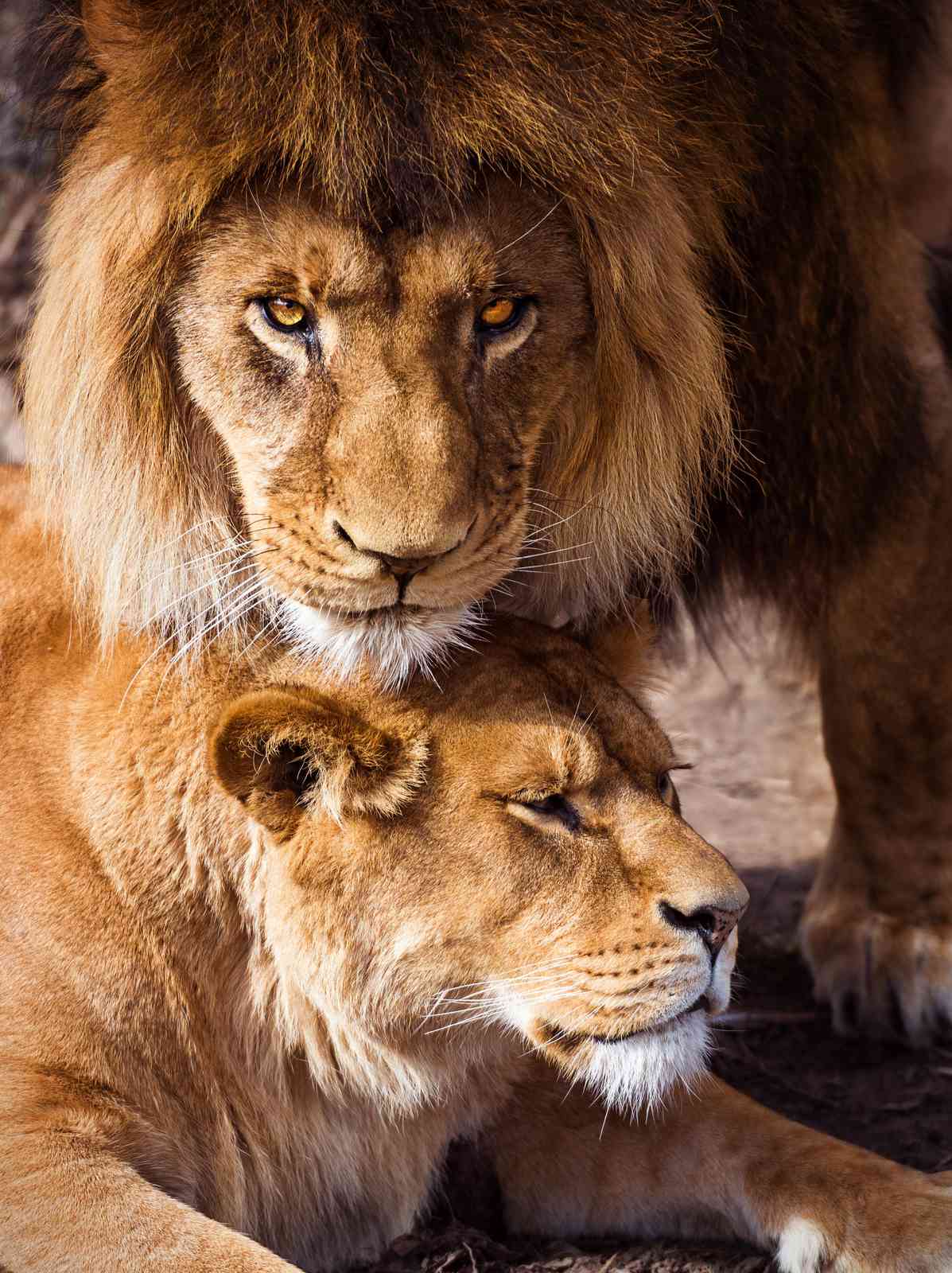 Majestic Lion & Lioness Duo Wall Art