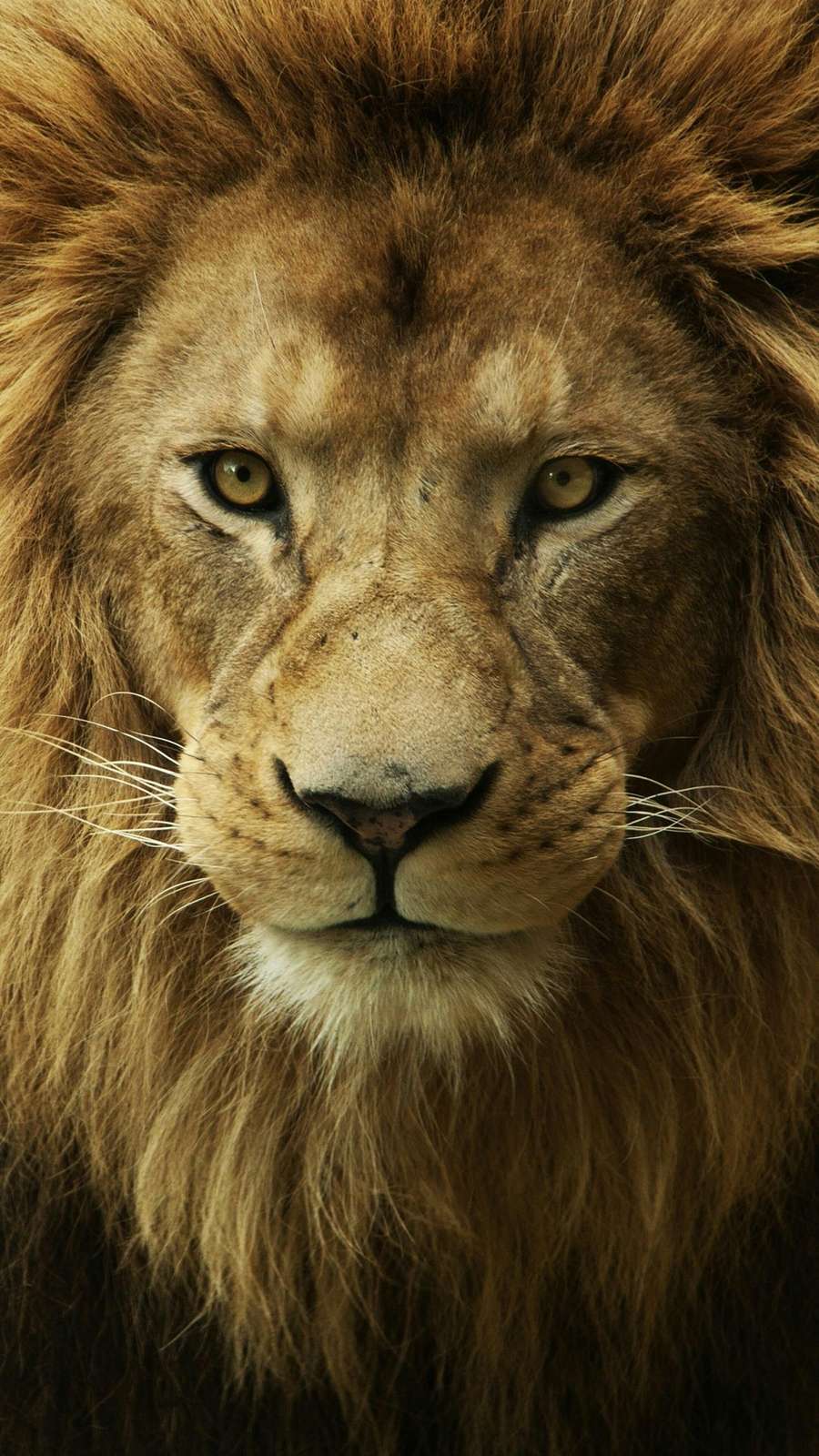 Majestic Lion Portrait Wall Art | Wildlife Art