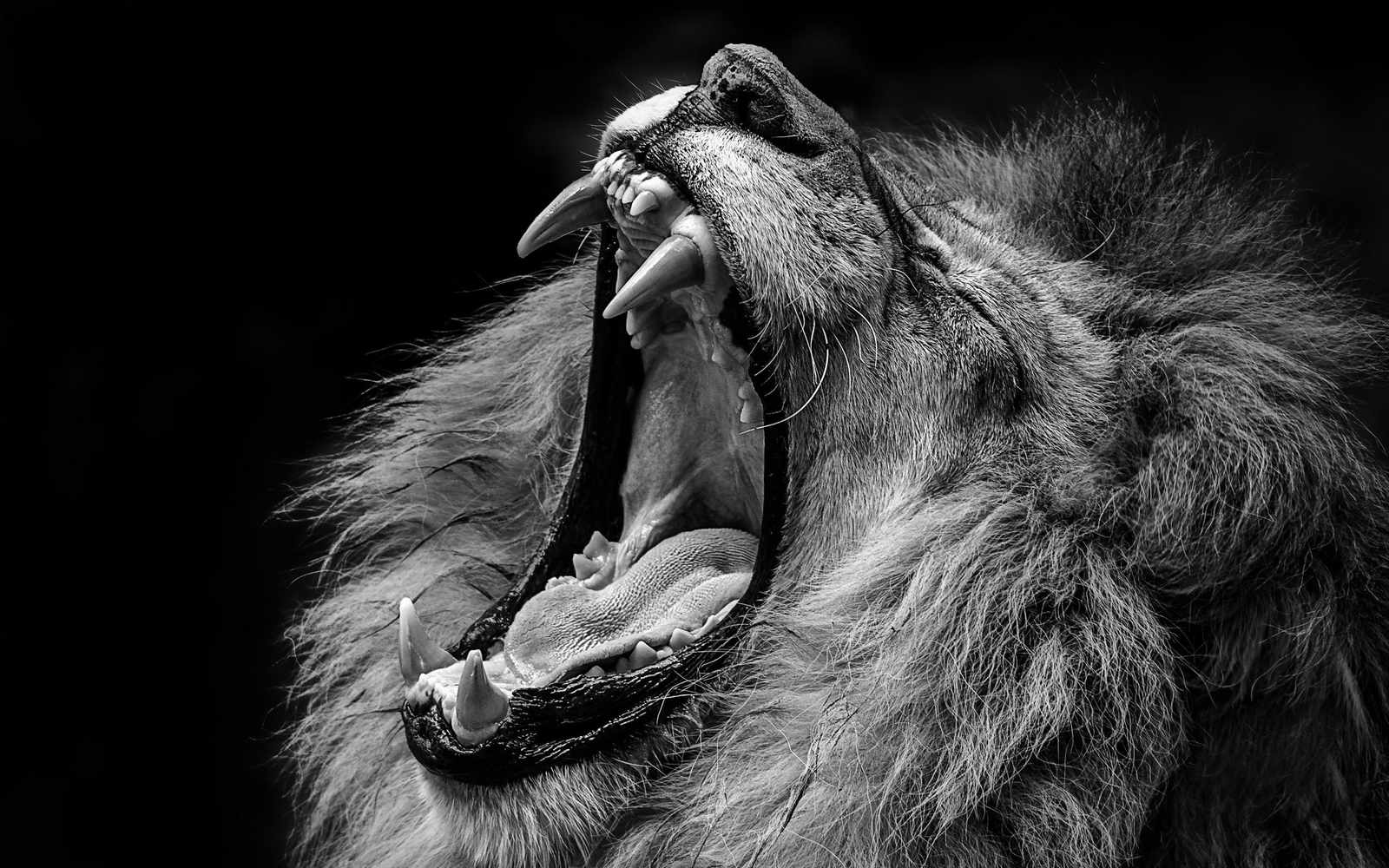 Majestic Lion Roar BW Wall Art