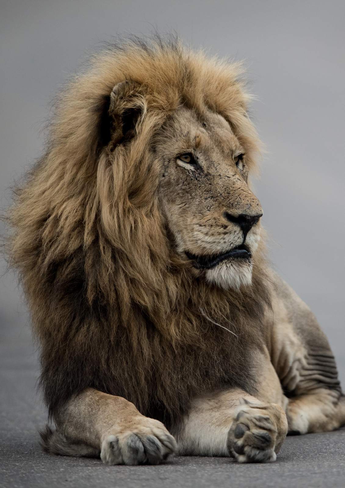 Majestic Lion Portrait Wall Art