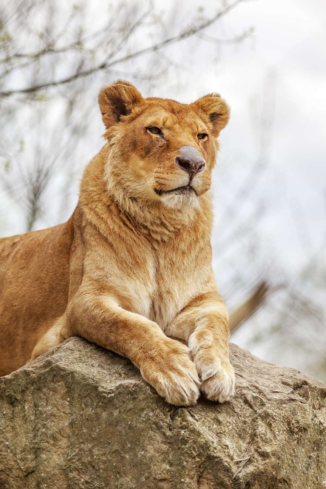 Majestic Lioness Resting on Rock Wall Art