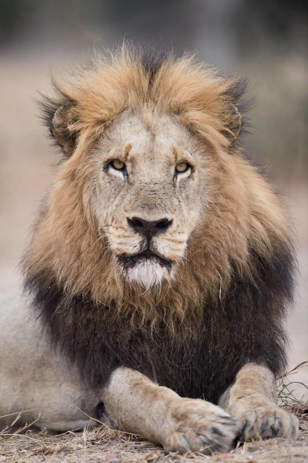Majestic Lion Portrait Wall Art