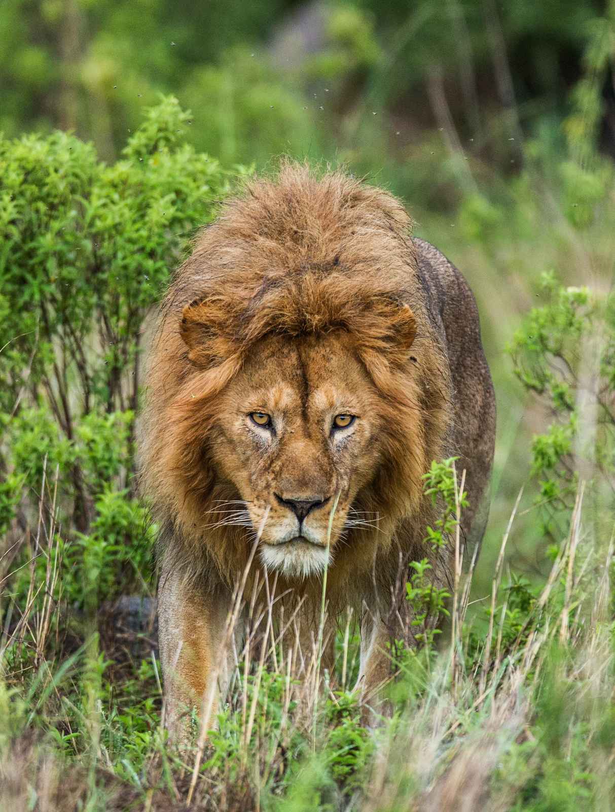 Majestic Lion King of Savannah Wall Art