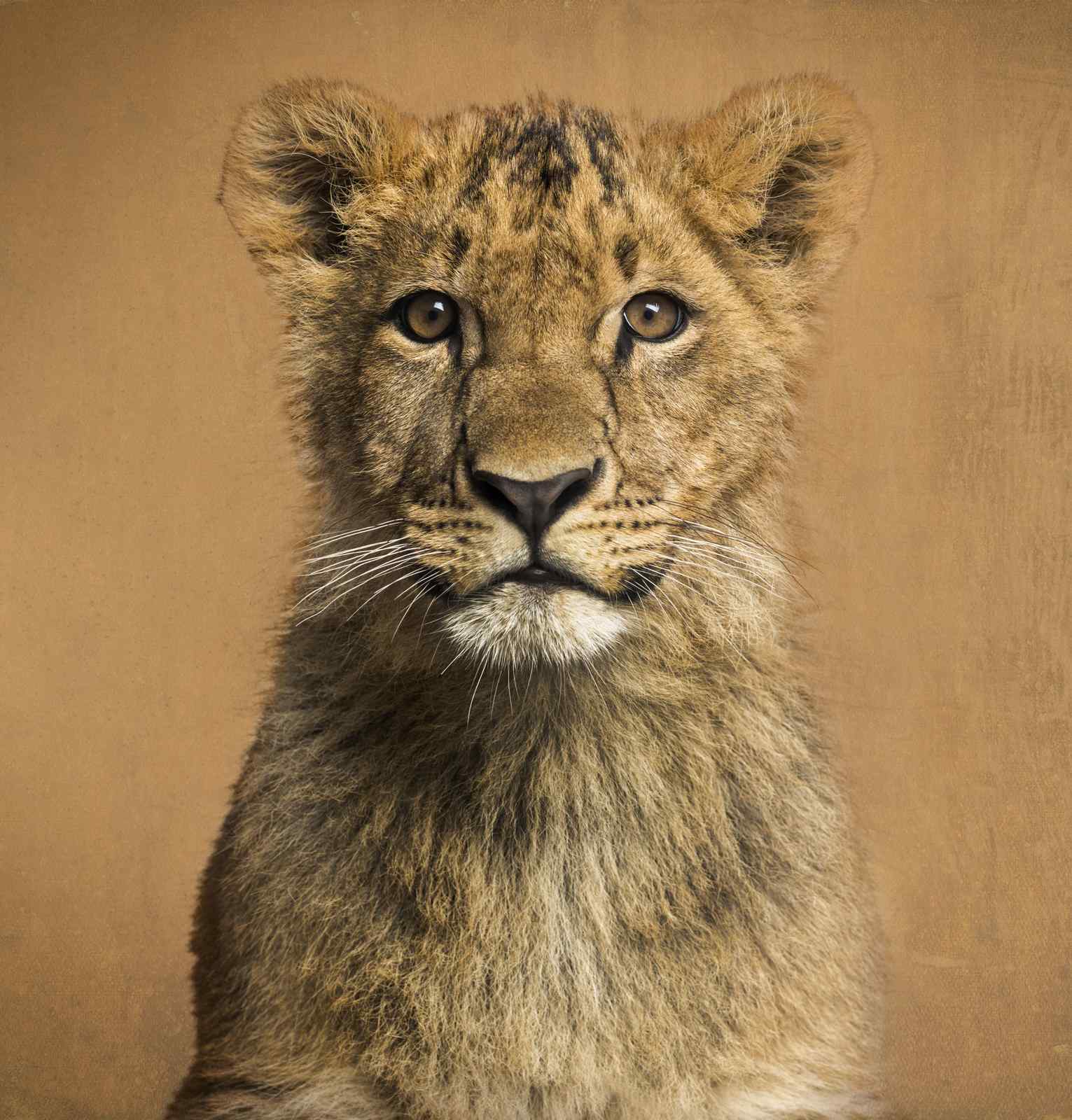 Majestic Lion Cub Portrait Wall Art