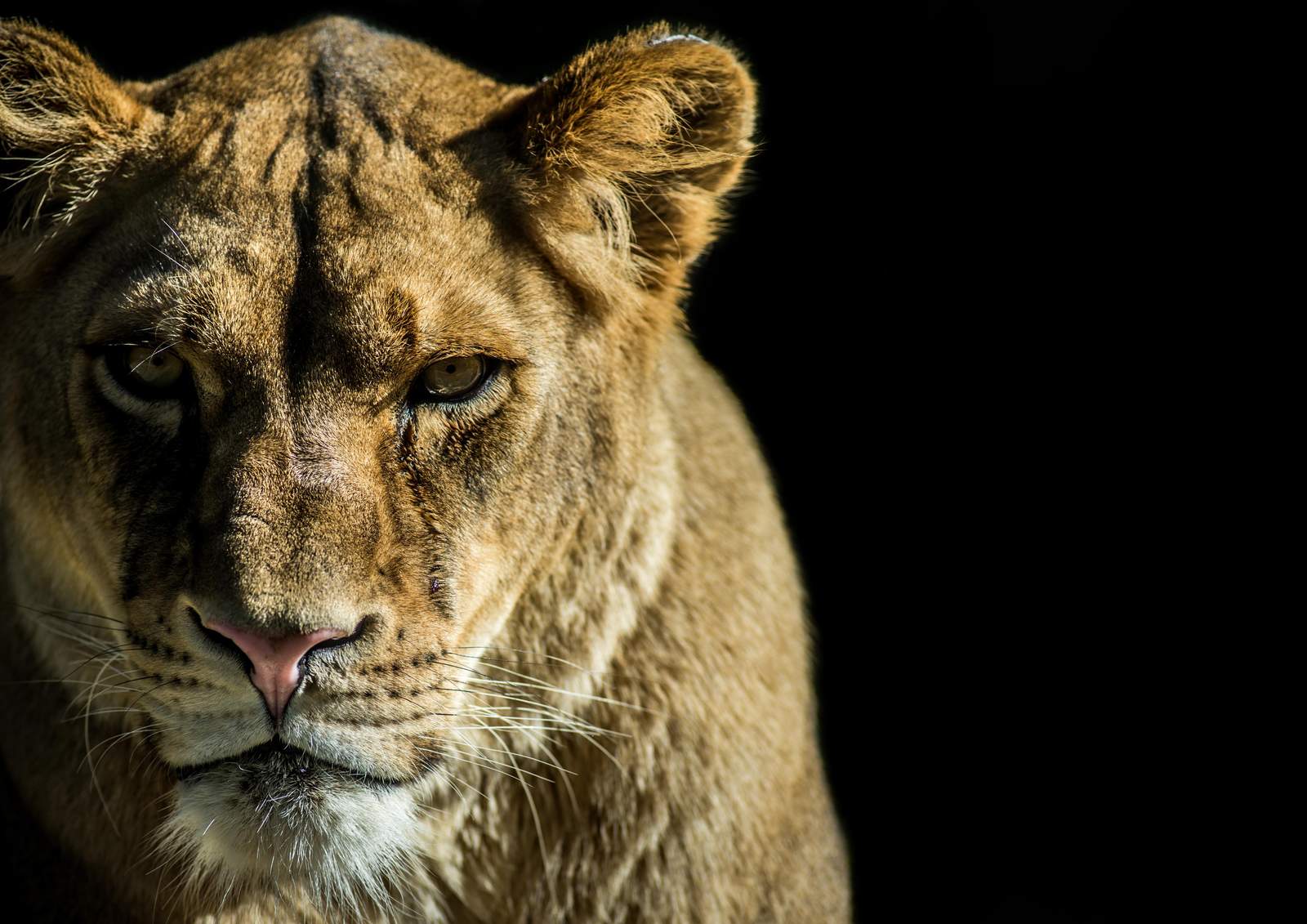 Majestic Lioness Portrait Wall Art