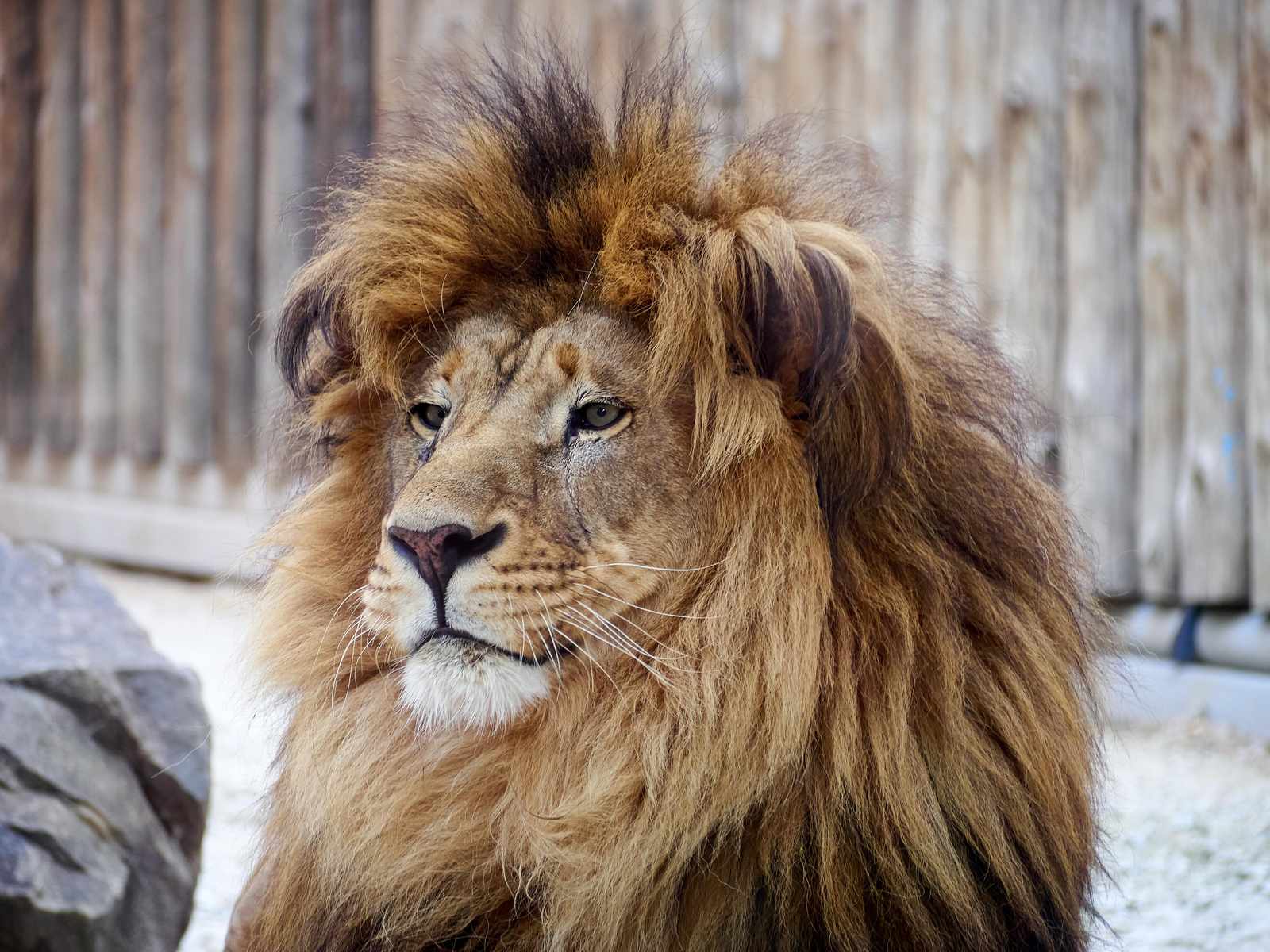 Majestic Lion Portrait Wall Art